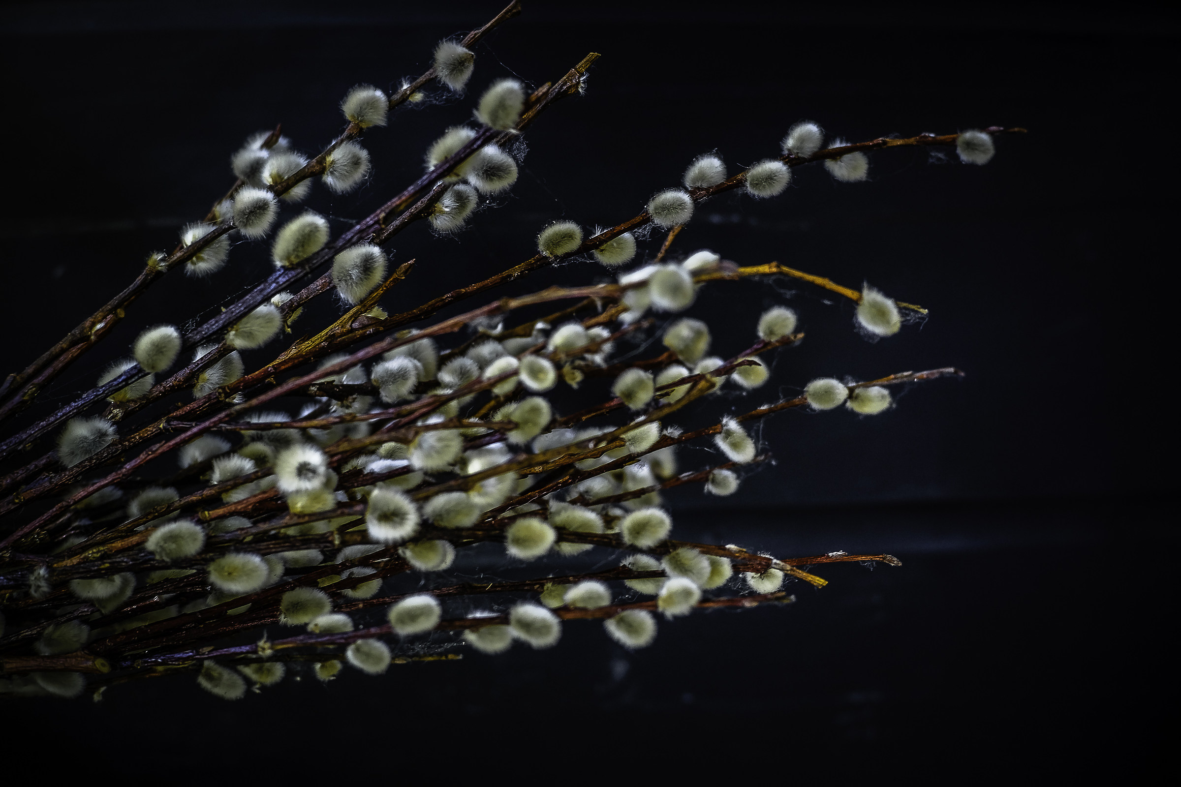 ..fiori di cotone ...
