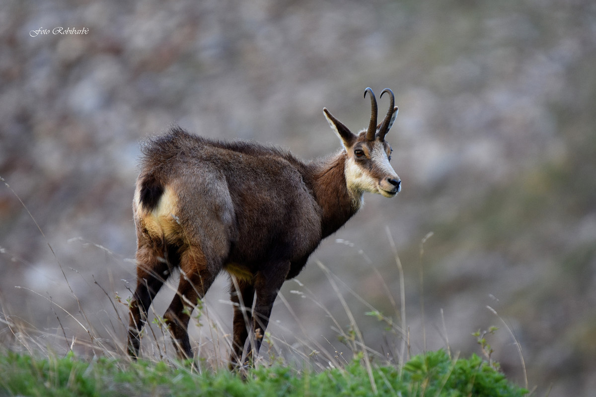 Chamois...