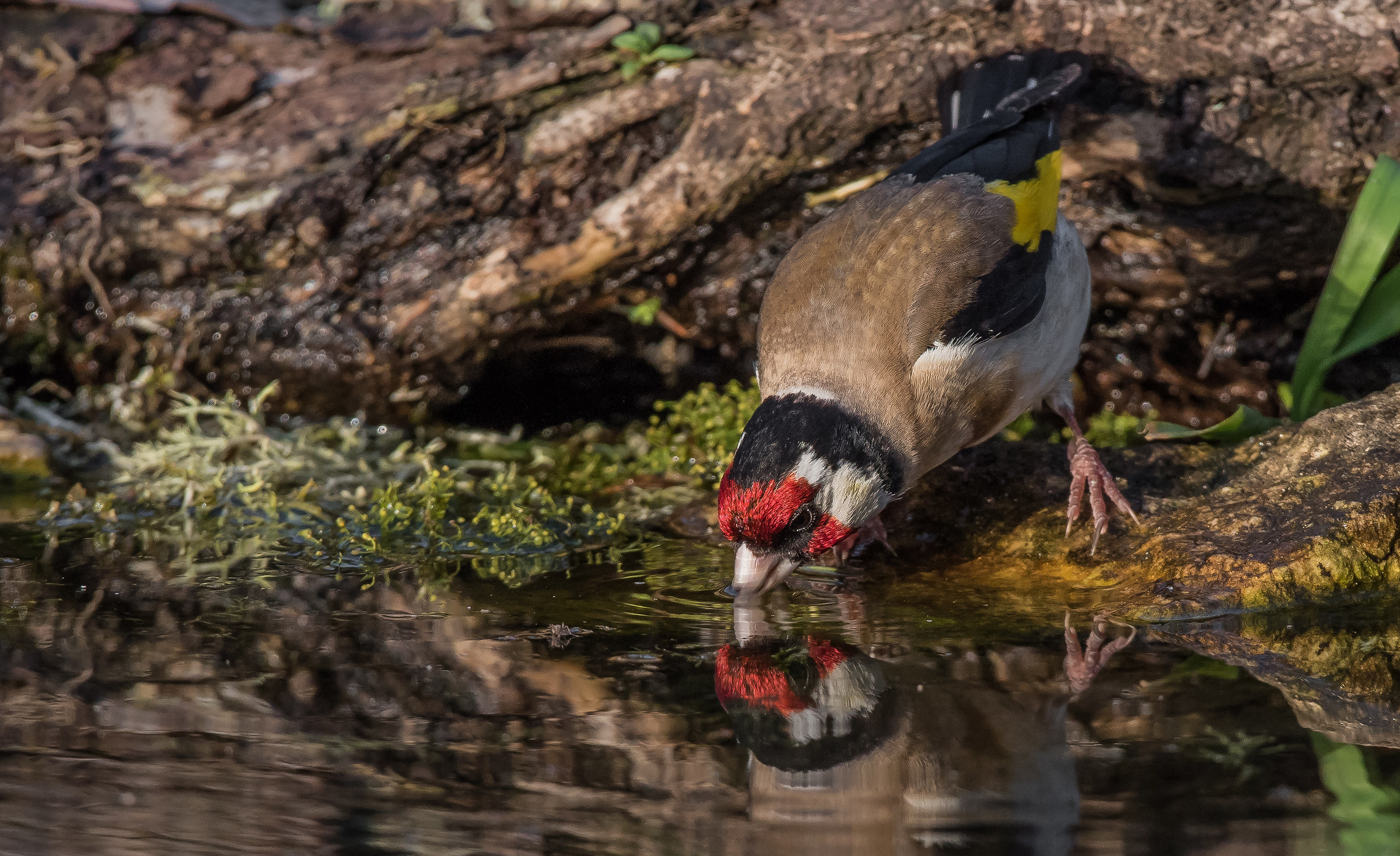 Shingle on the afternoon