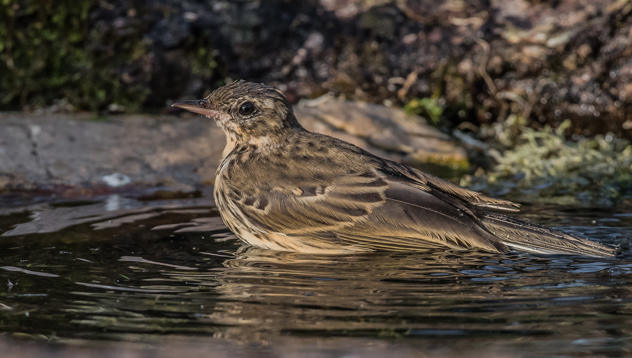 Prispolone to nature spa baths