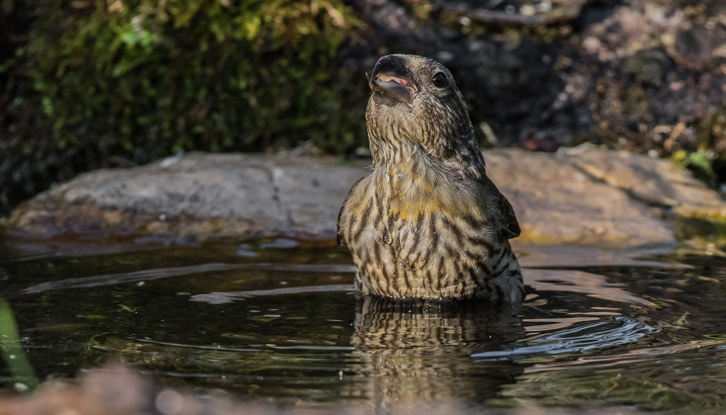 Peaches at the nature-algae spa