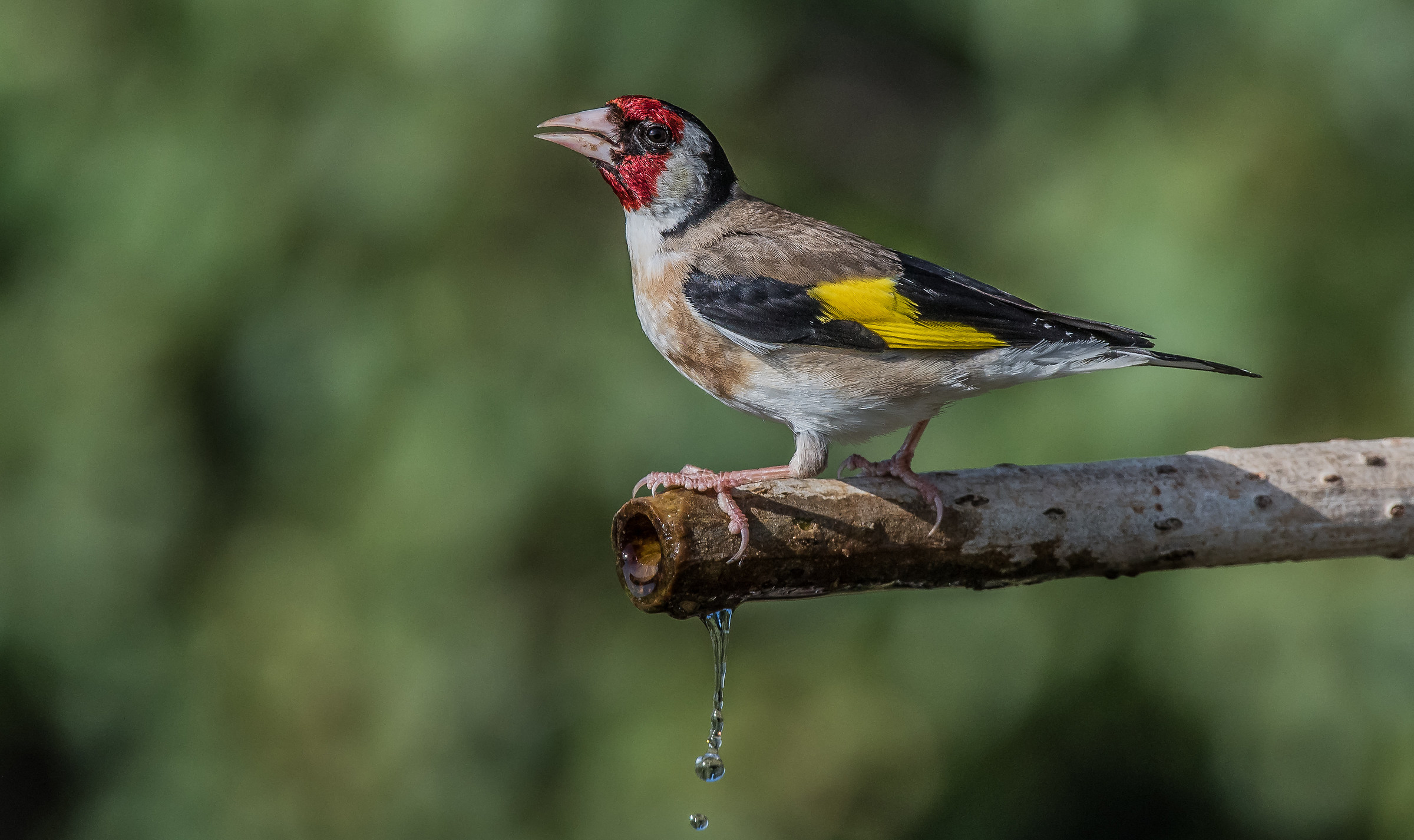 goldfinch