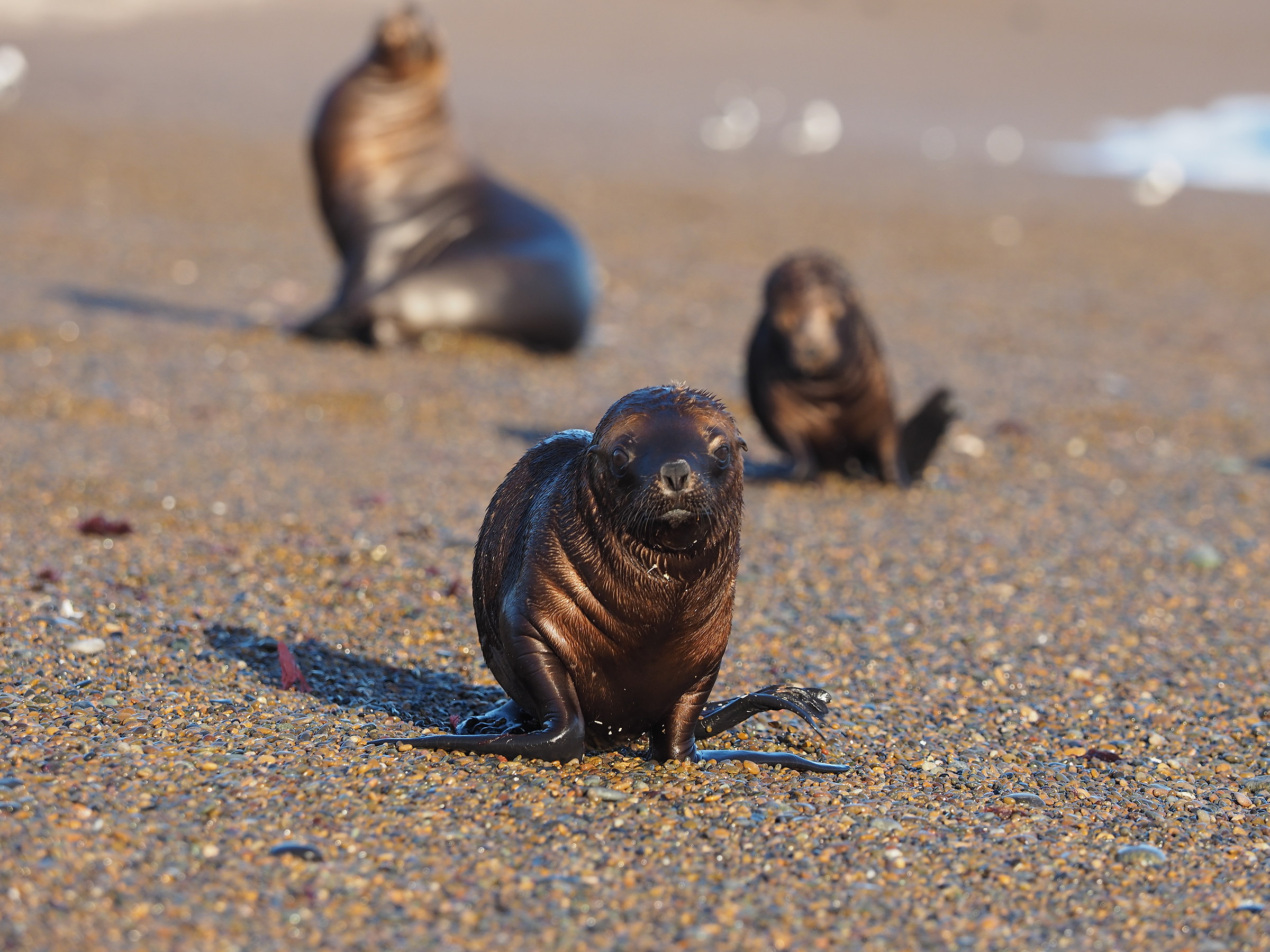 Patagonia. Punta Norte. Marine lion puppy