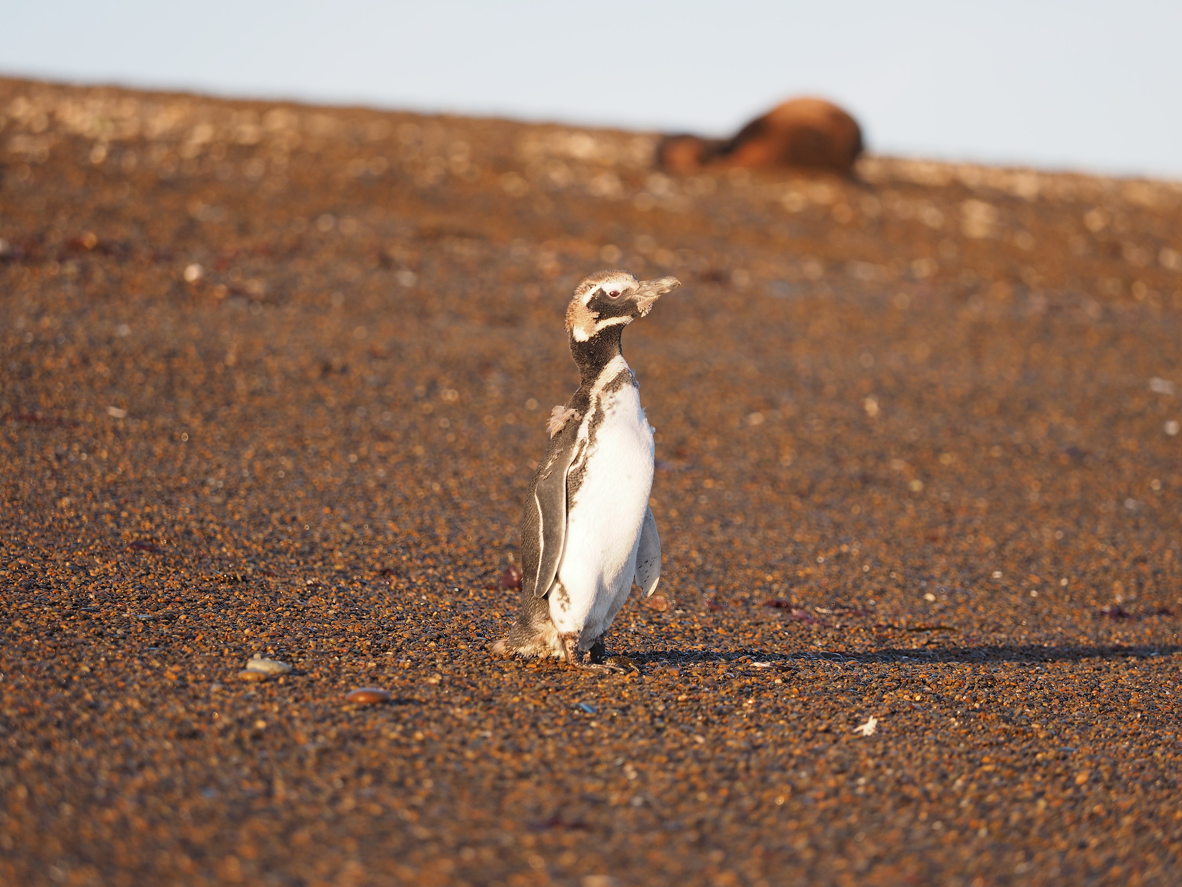 Patagonia. Punta Norte. Penguins