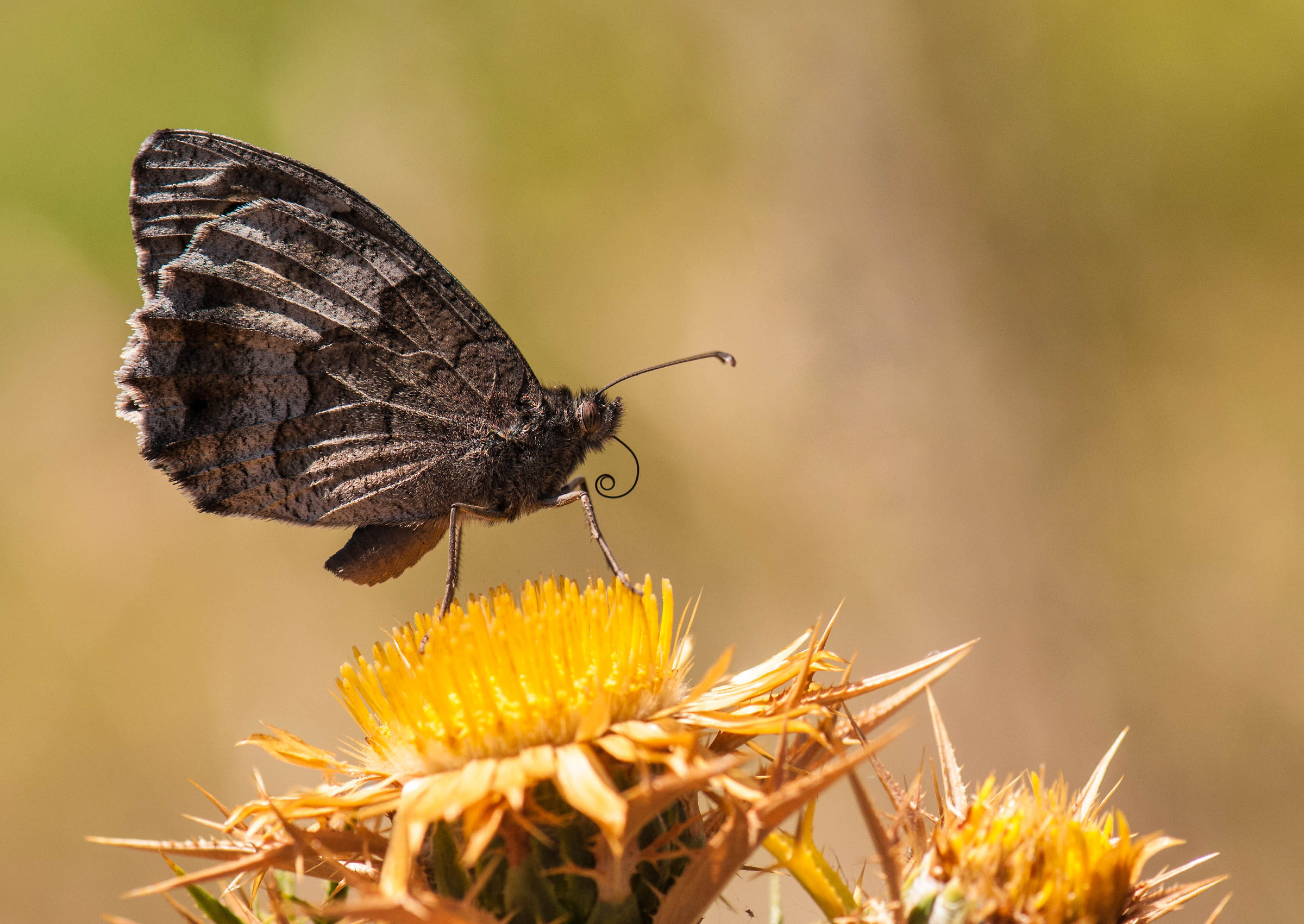 Hipparchia Statilinus