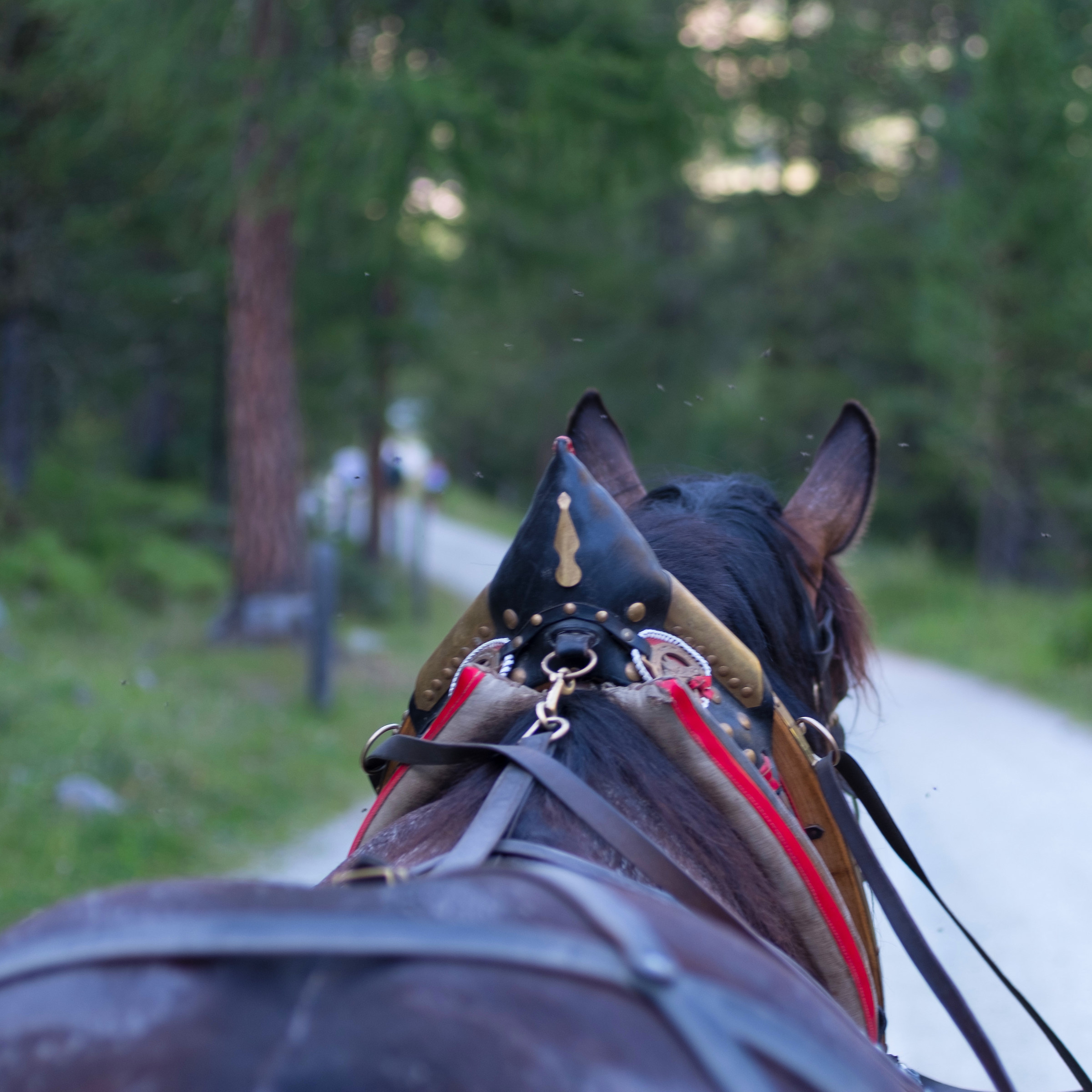 Il cavallo dal mio punto di vista