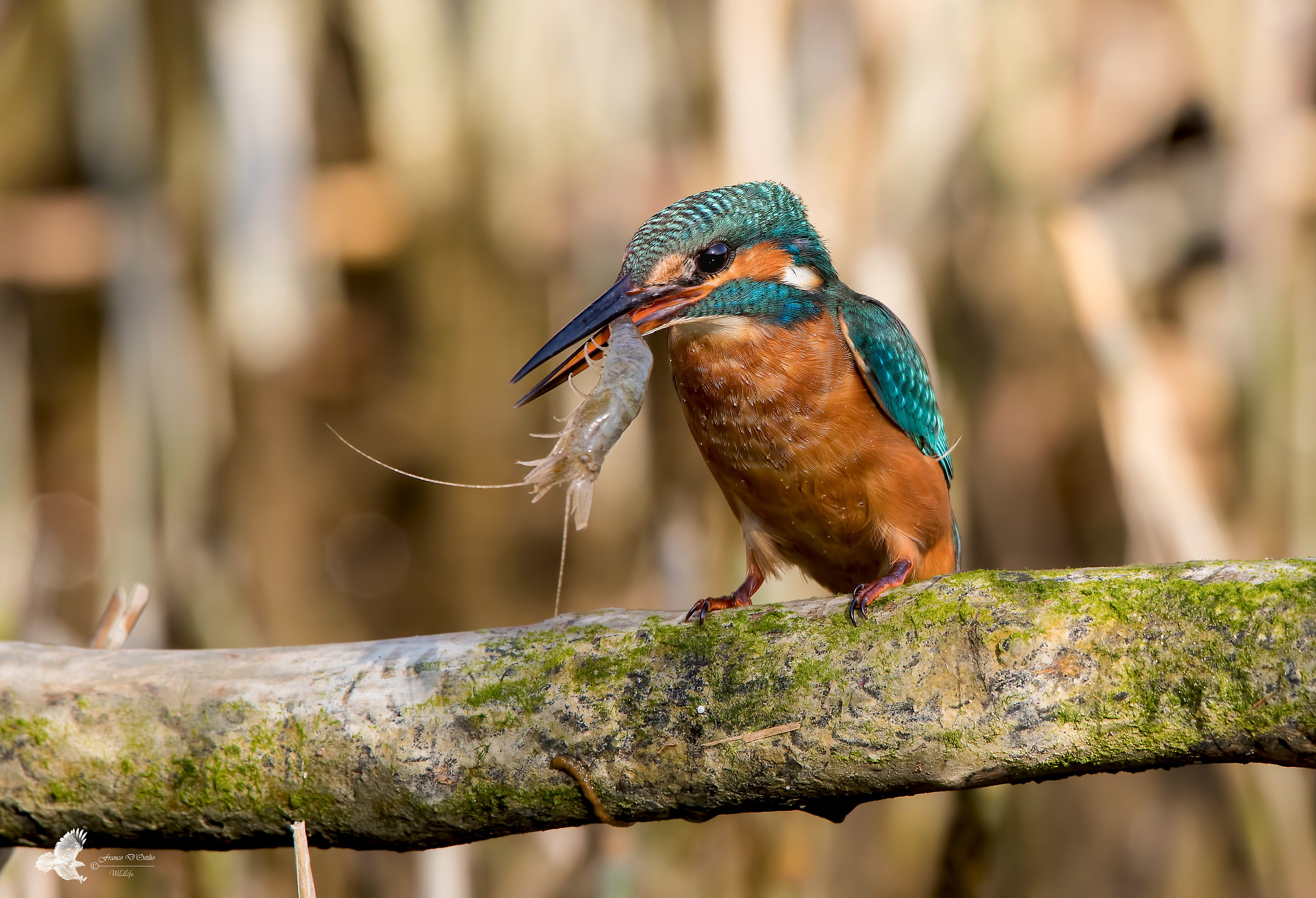 Alcedo atthis with Palaemonetes antennarius