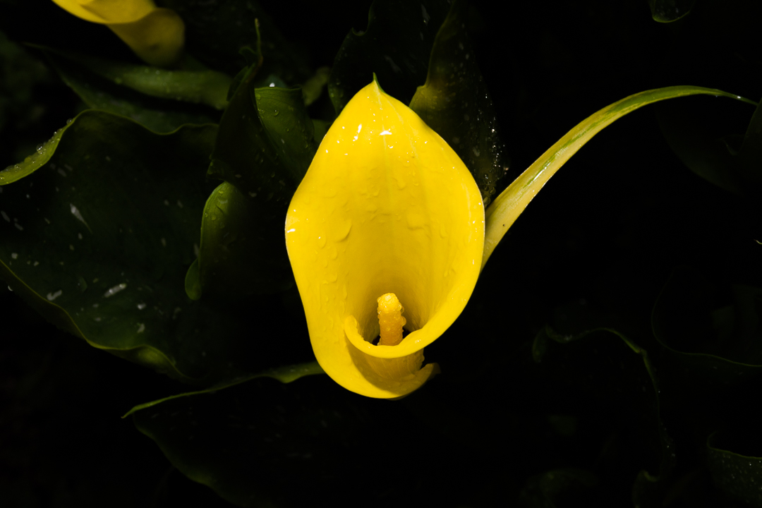 Yellow calla_1