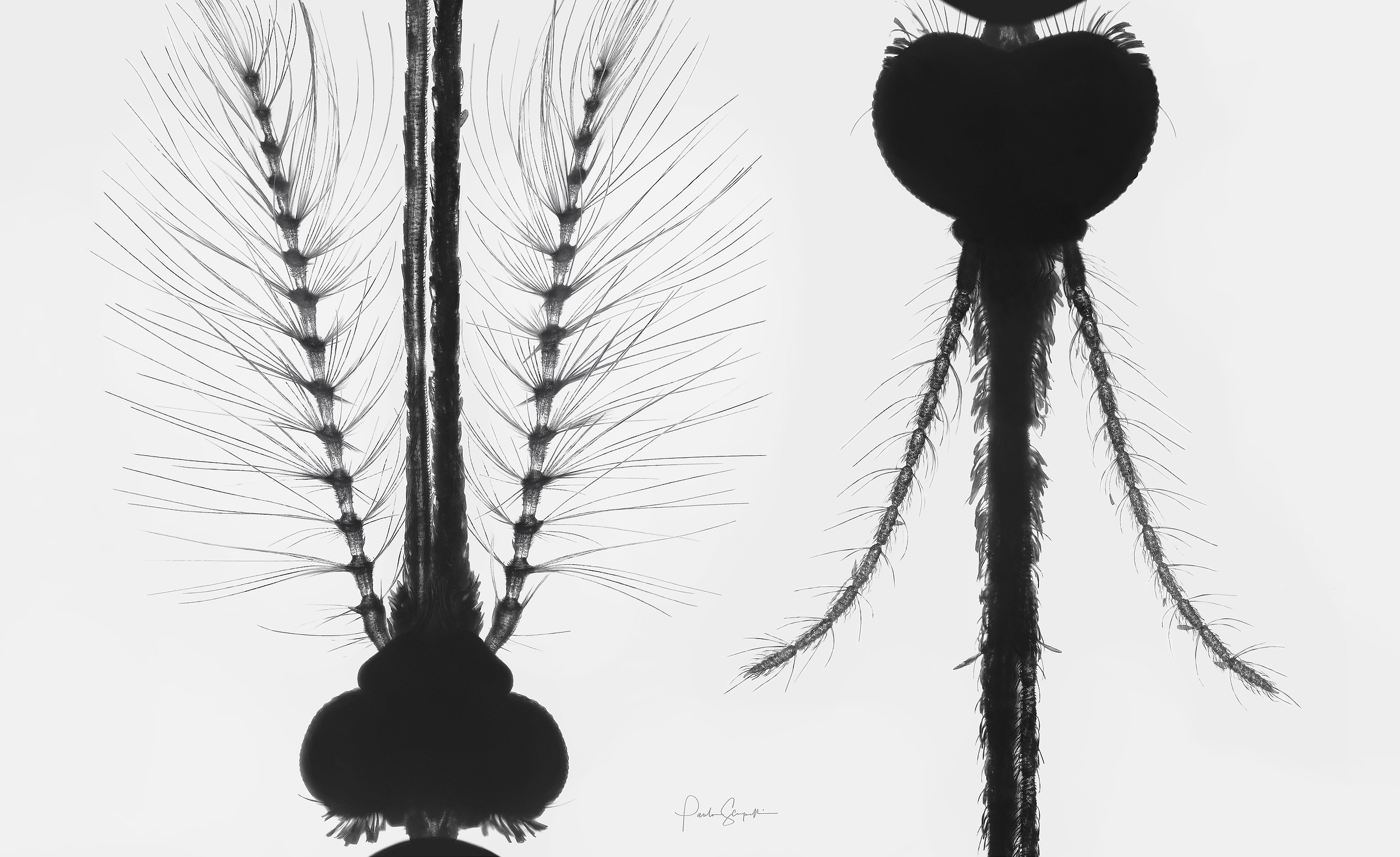 Males against females