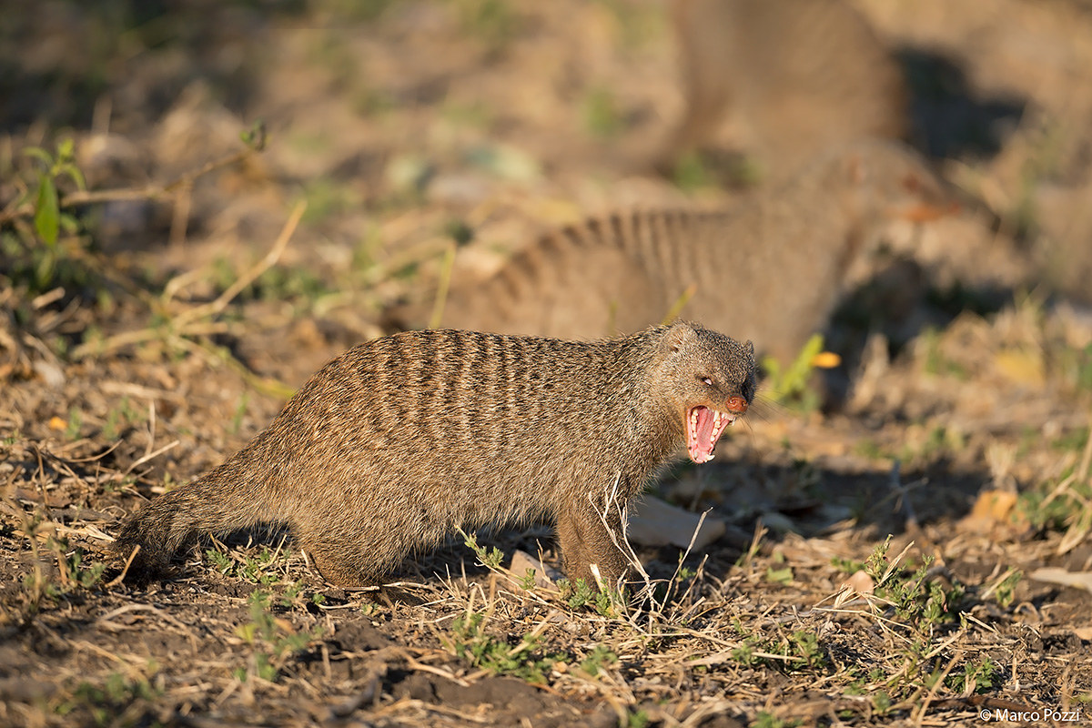 non fatemi arrabbiare...