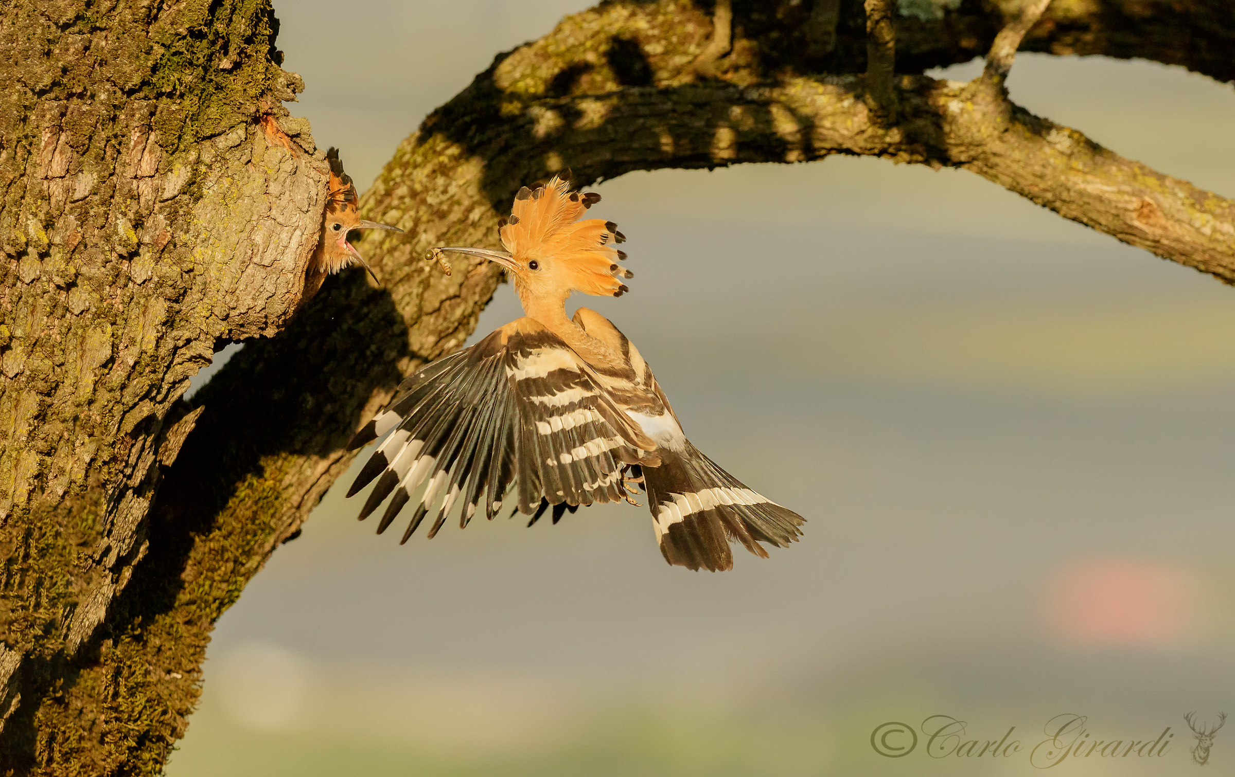 Upupa arriva la pappa Giugno 2017