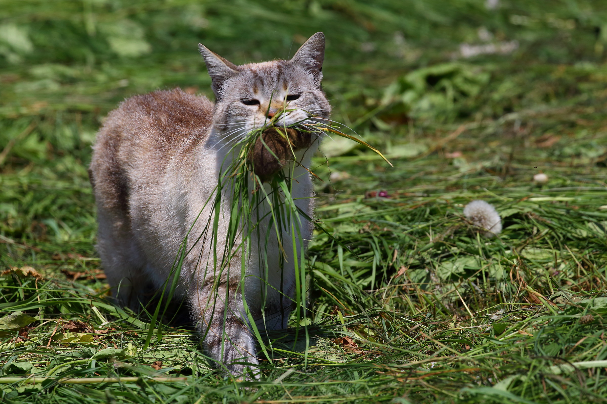 No crispy mountain cats