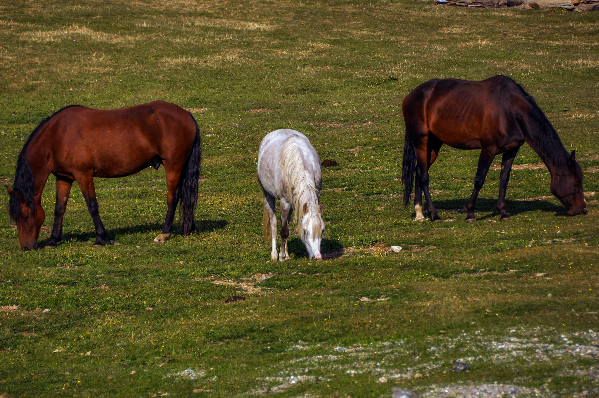 Dondena Valle di Champorcher Set 2011