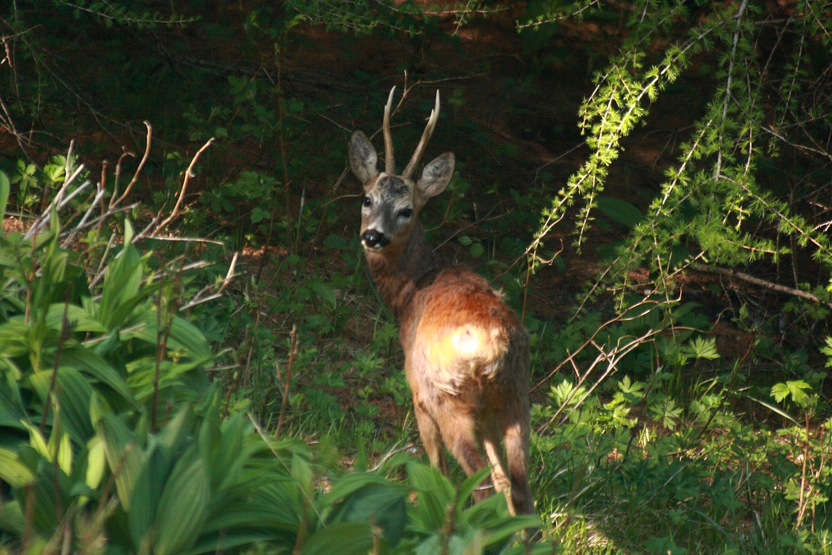 il folletto del bosco