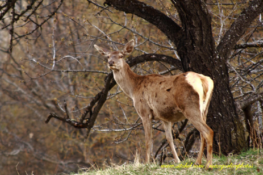 cervo femmina