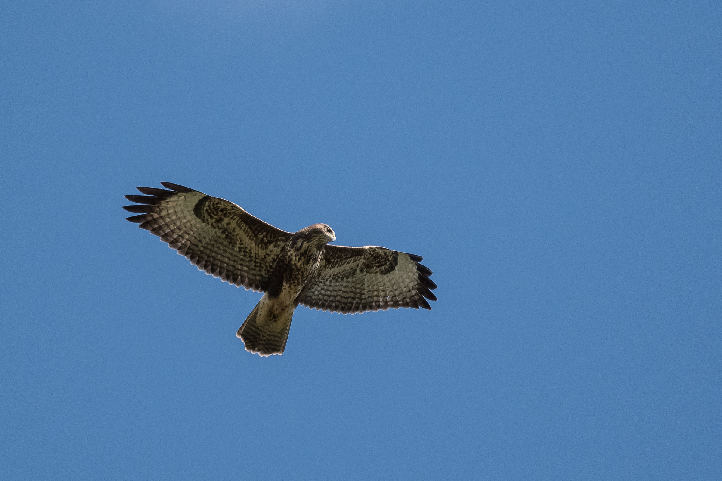 Buzzard