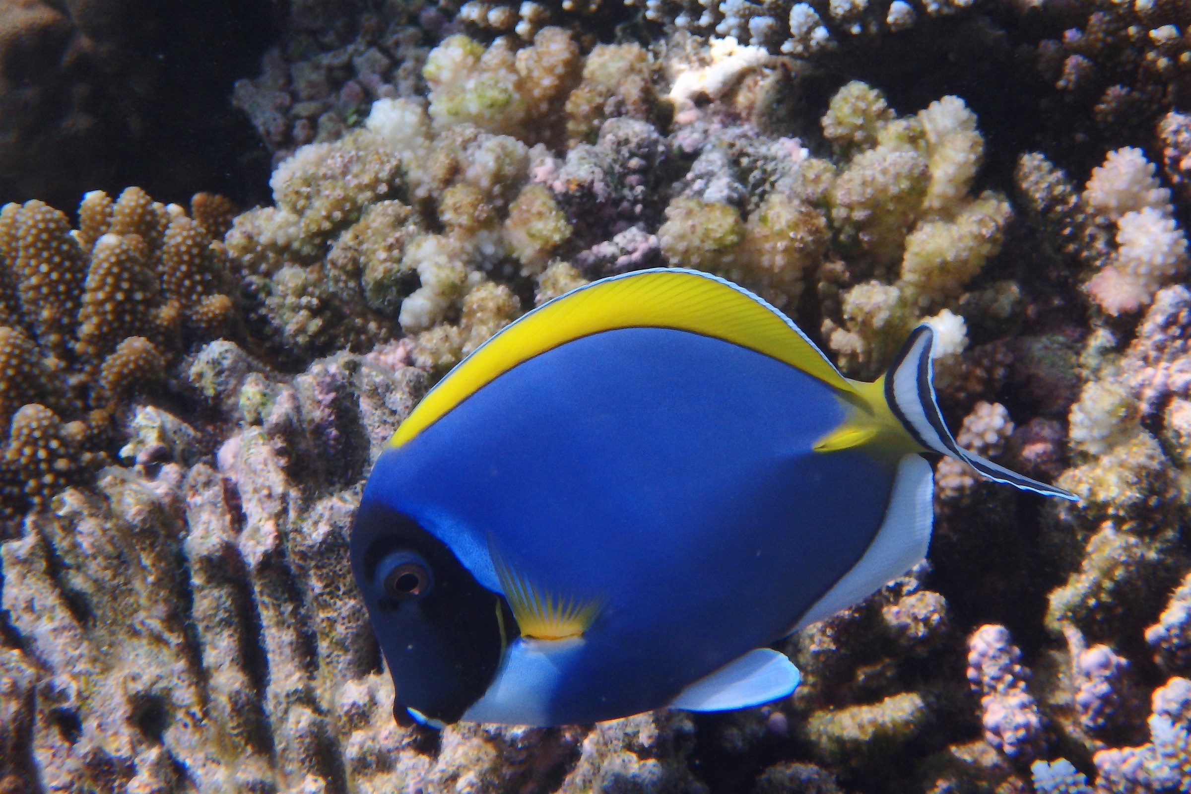 Acanthurus Leucosternon isole maldive