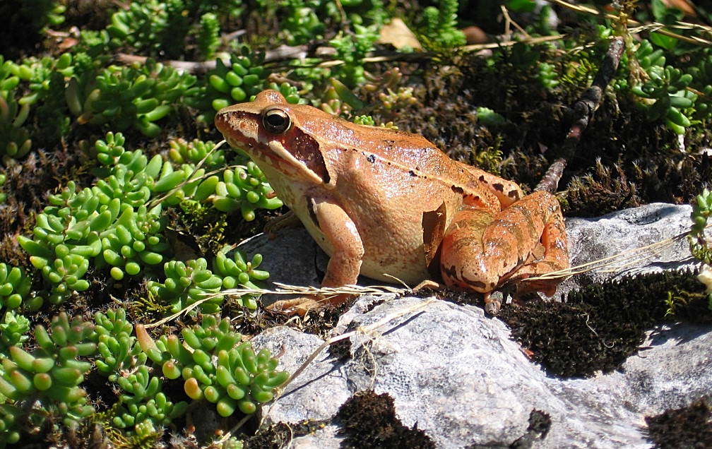 Alpine frog