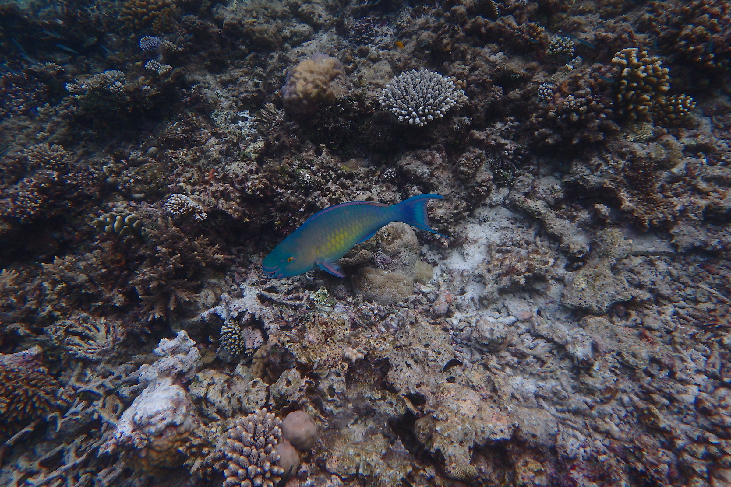 Pesce Pappagallo Maldive