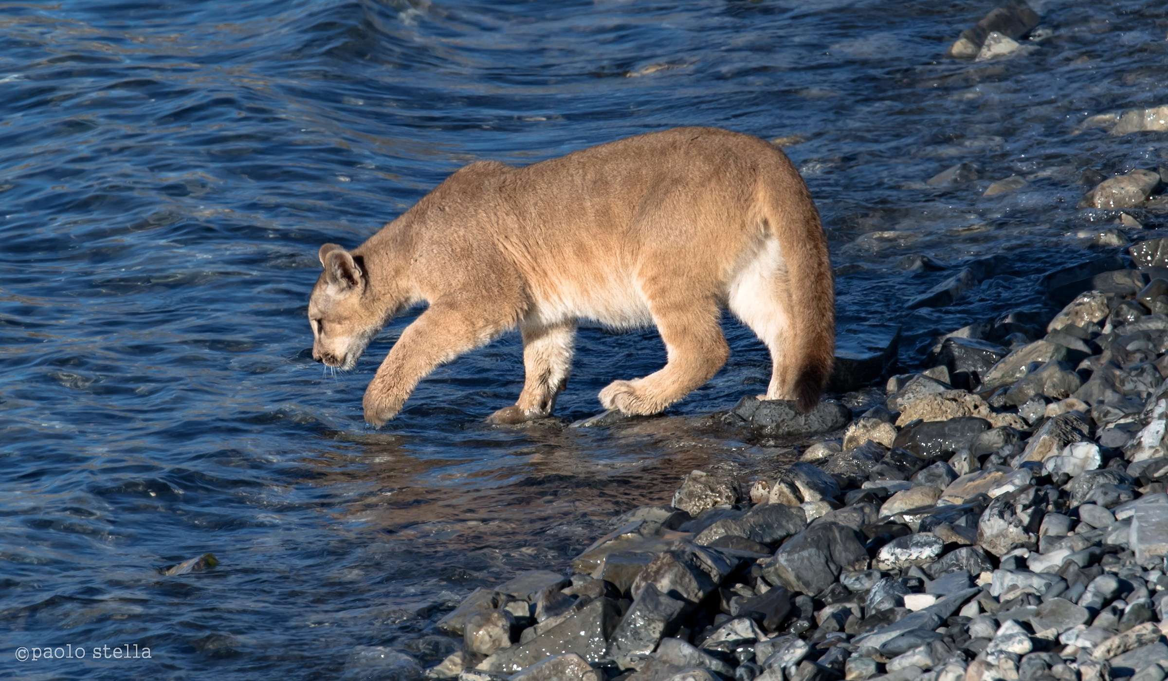 The puppy and the water