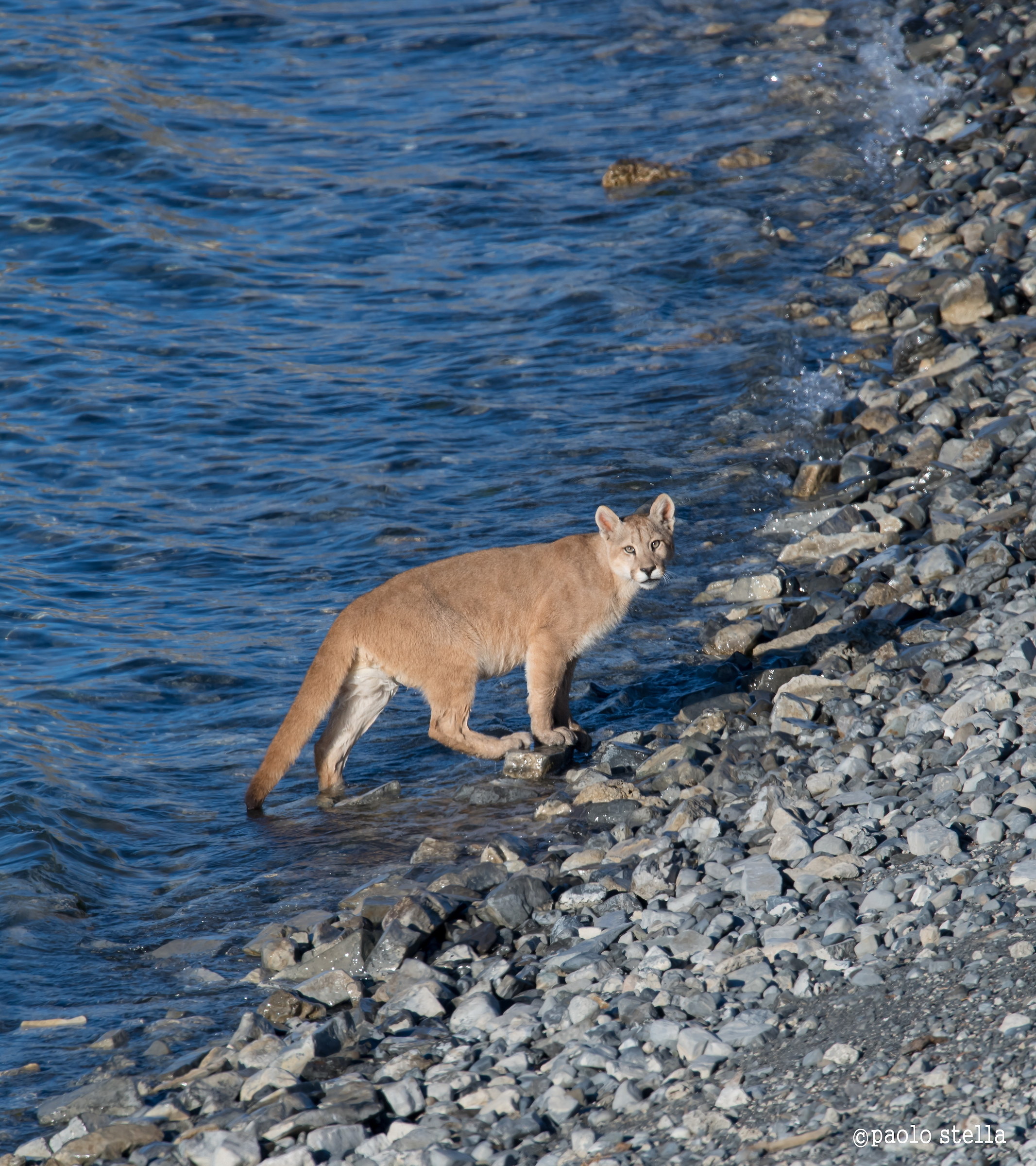Puppy puma on the shore of lake Sarmiento