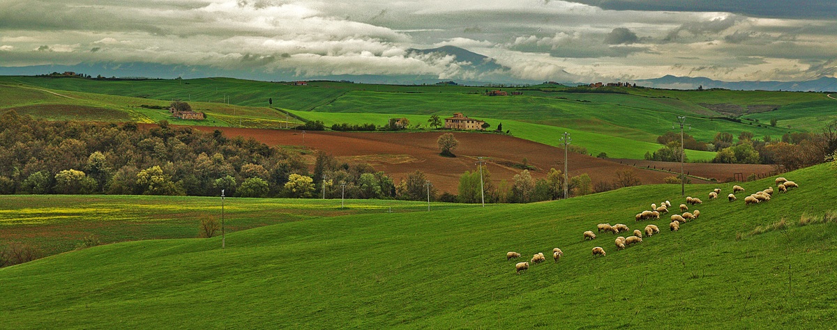 Terre di Siena 1
