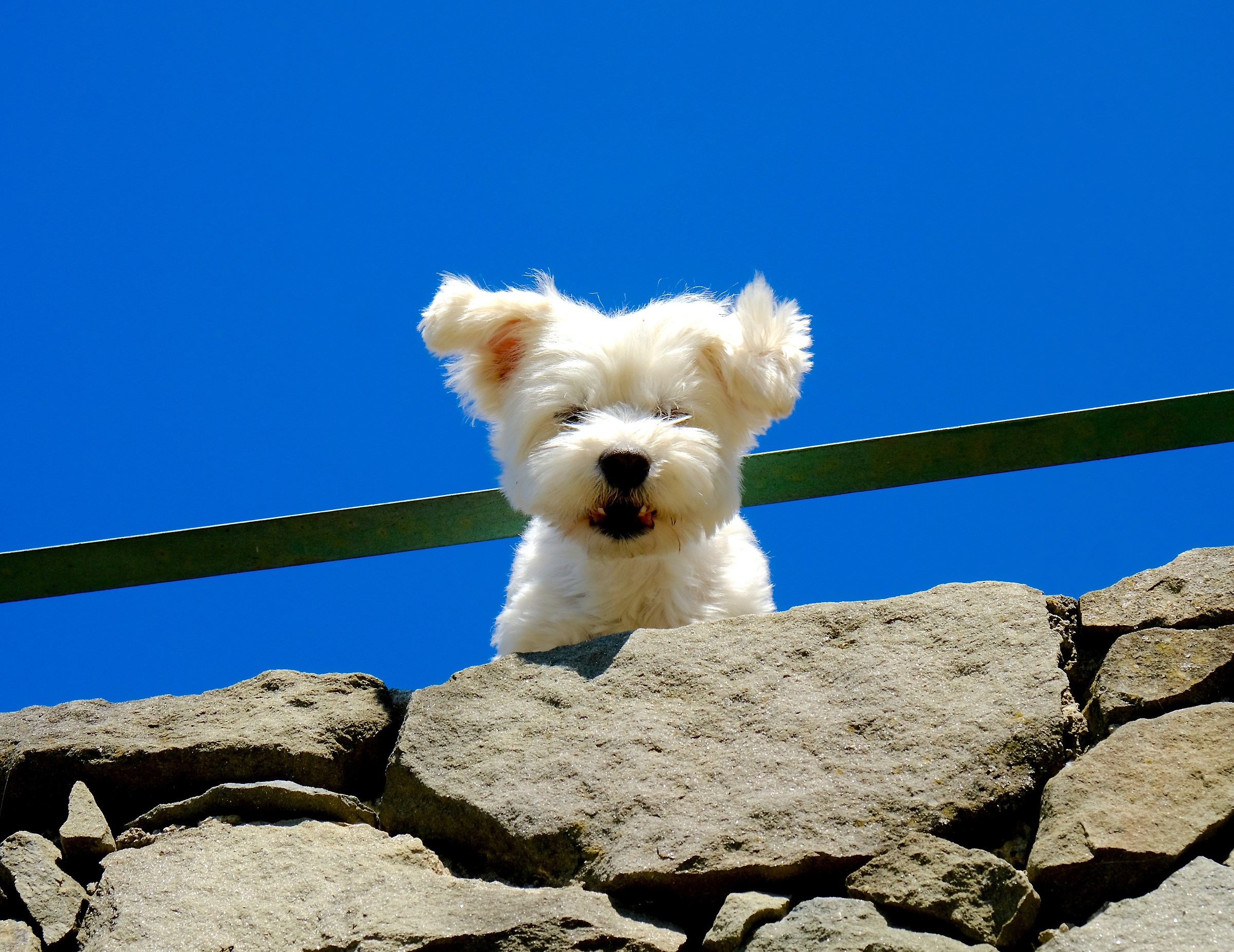 The terrible guardian ...