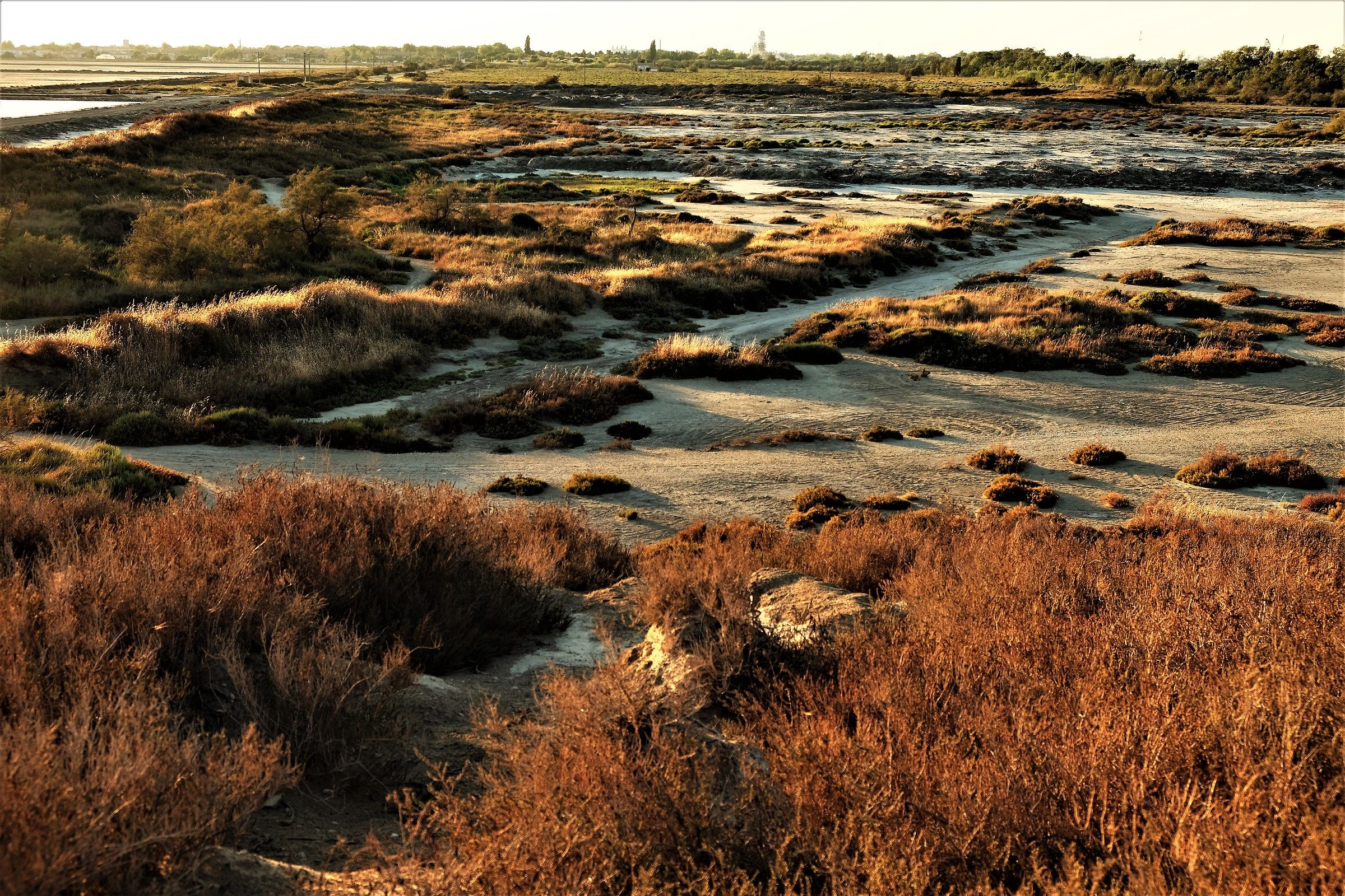 camargue