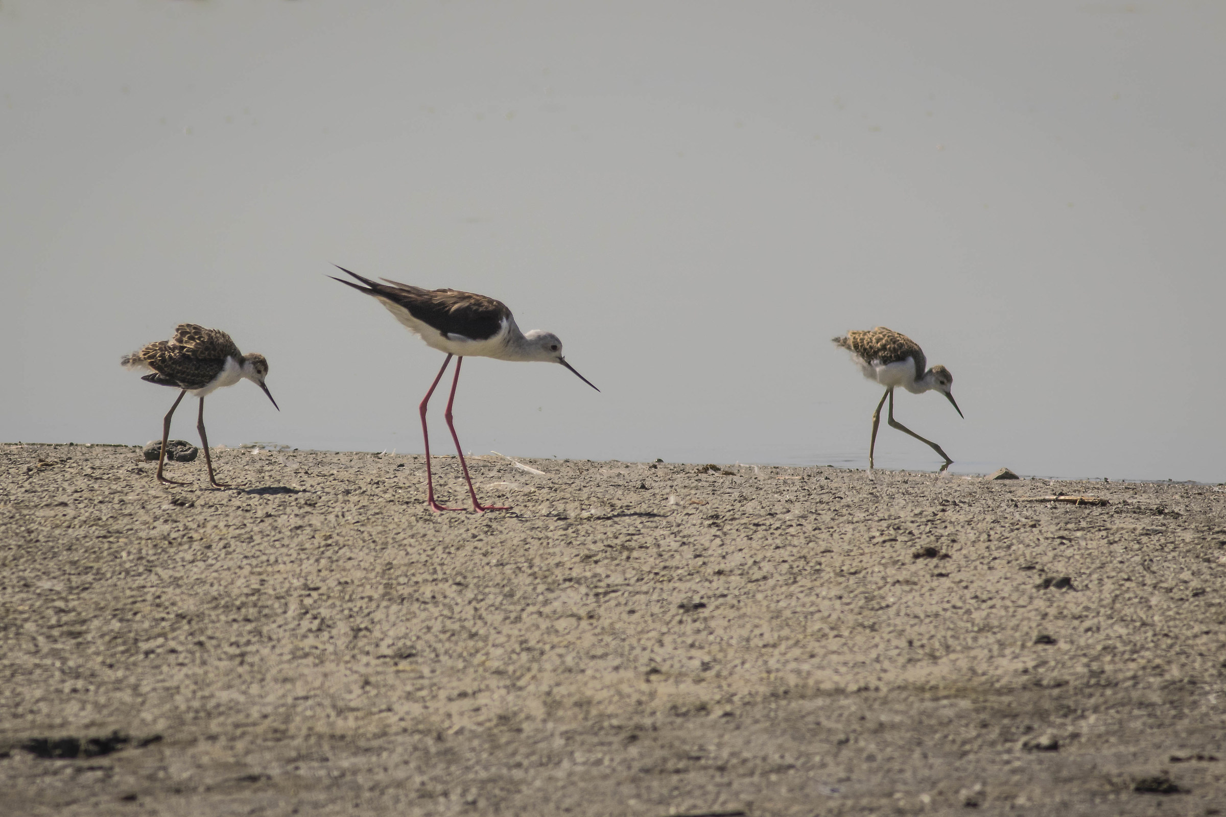 Cavaliere d'Italia e Figli..