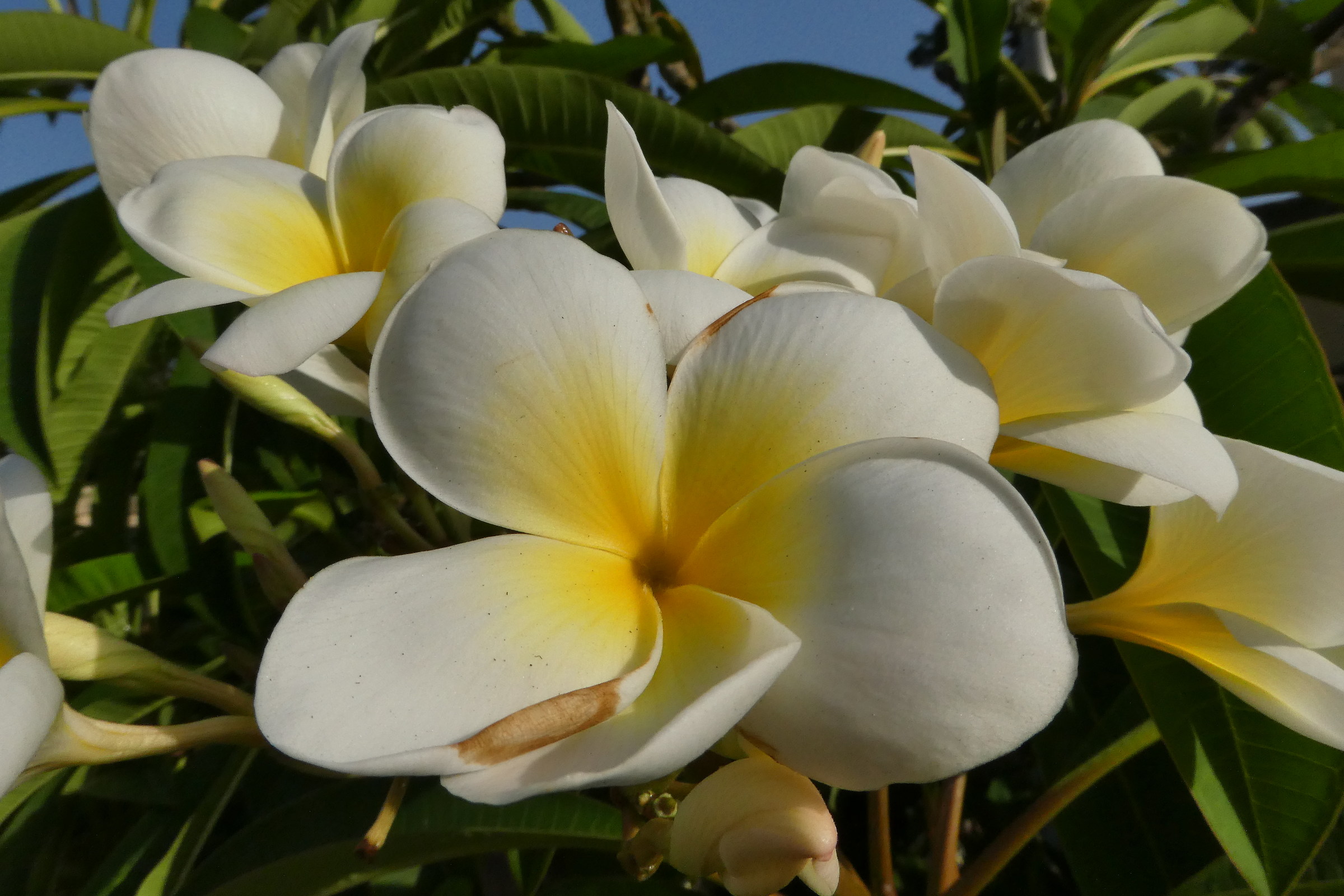 Plumeria