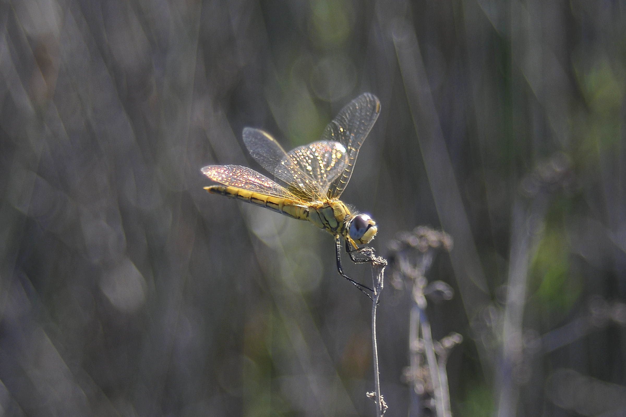 Brilliant dragonfly
