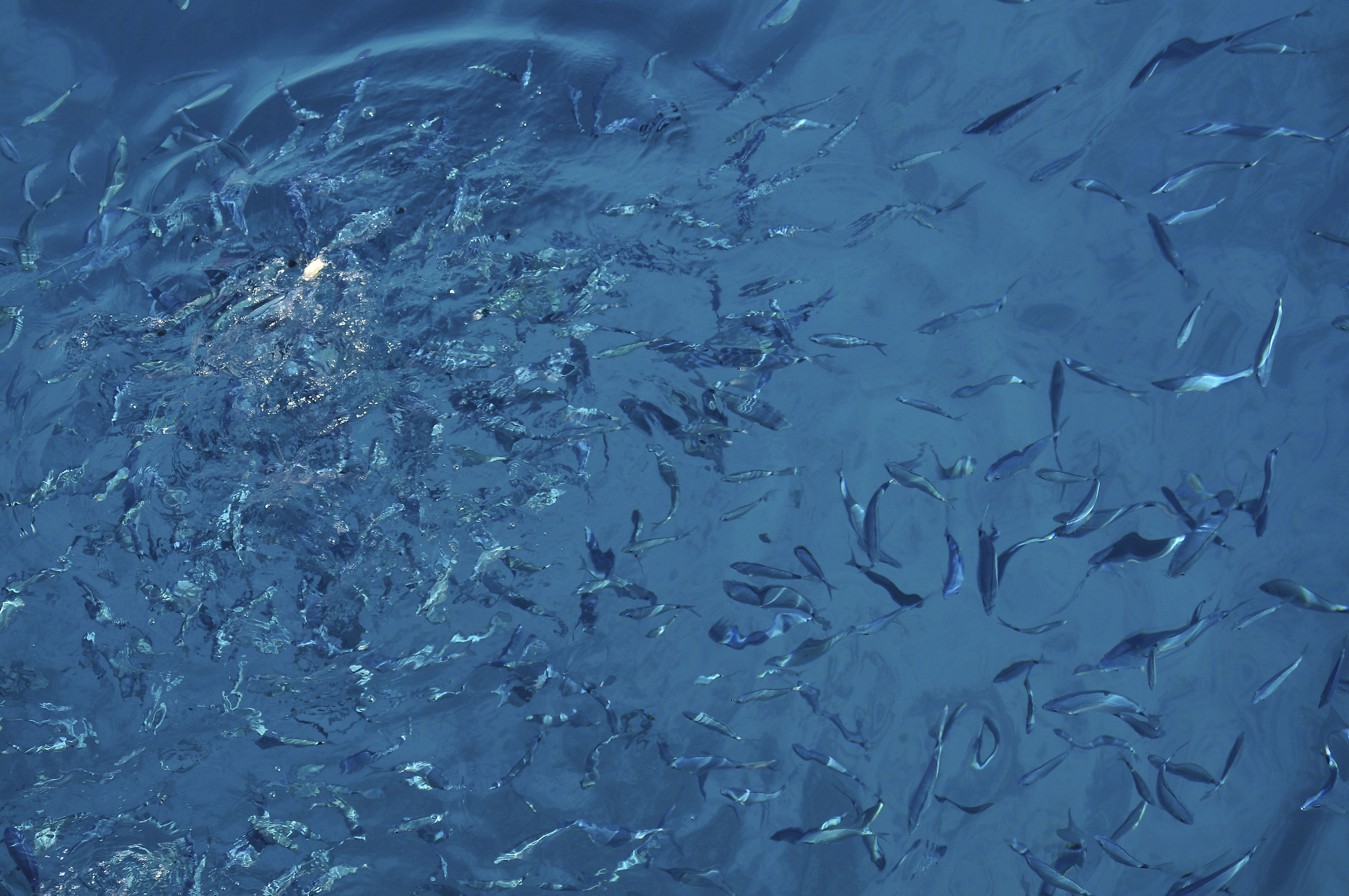 Una miriade di pesci