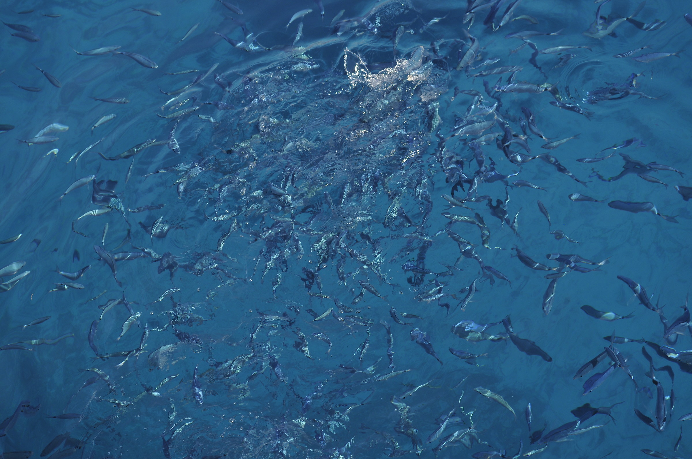 A myriad of fish (part 2)