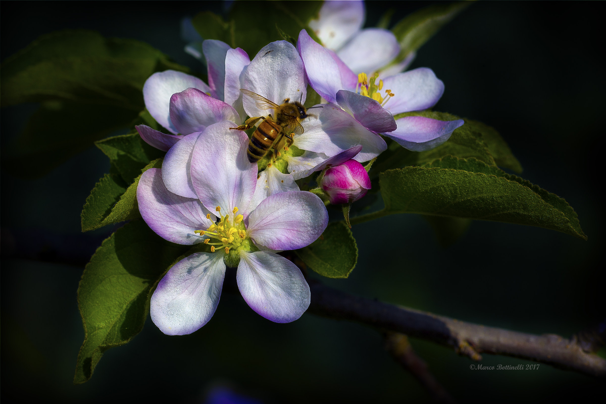 The bee and the apple blossom