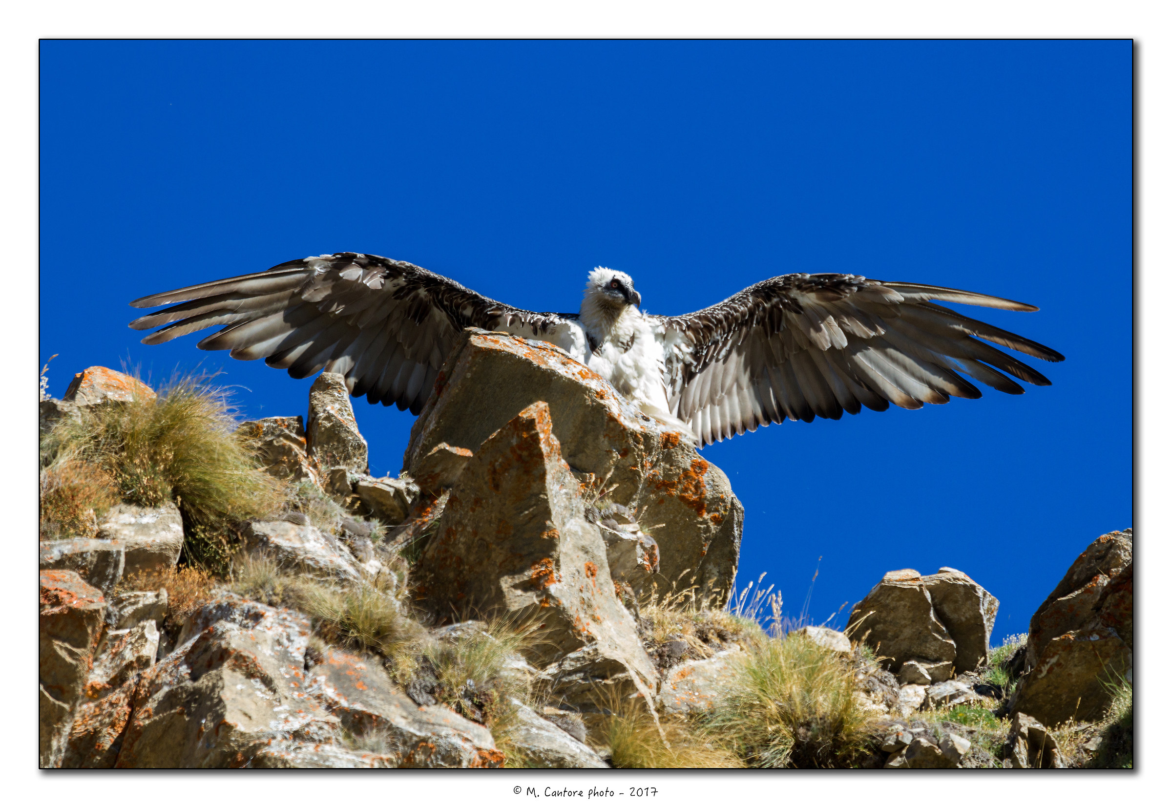 Gipeto - (Gypaetus barbatus)