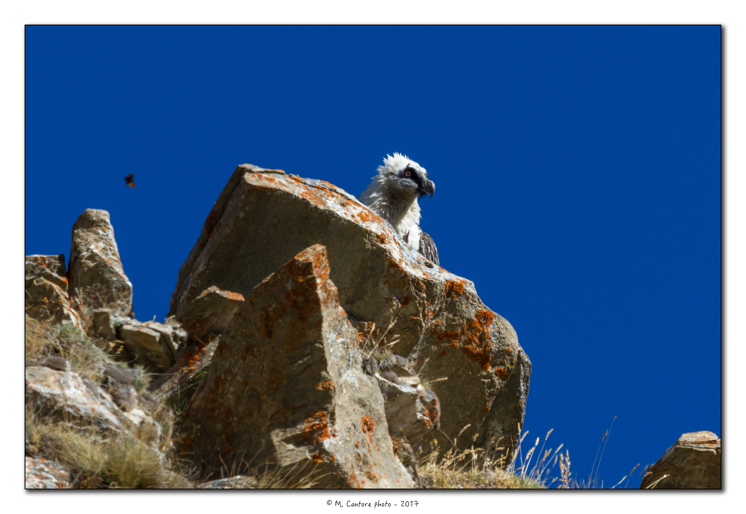 Repeat and butterfly- (Gypaetus barbatus)
