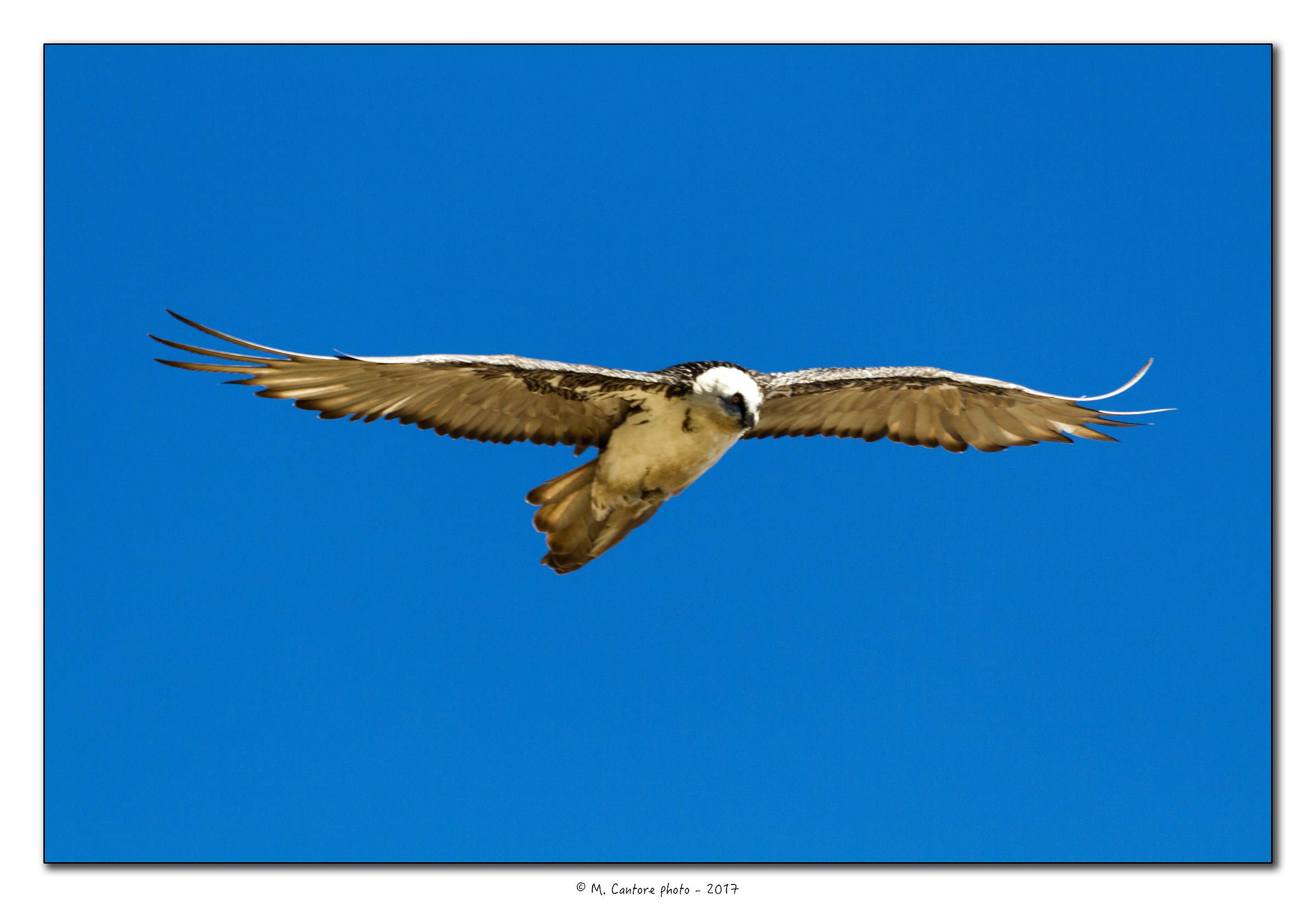 Gipeto - (Gypaetus barbatus)