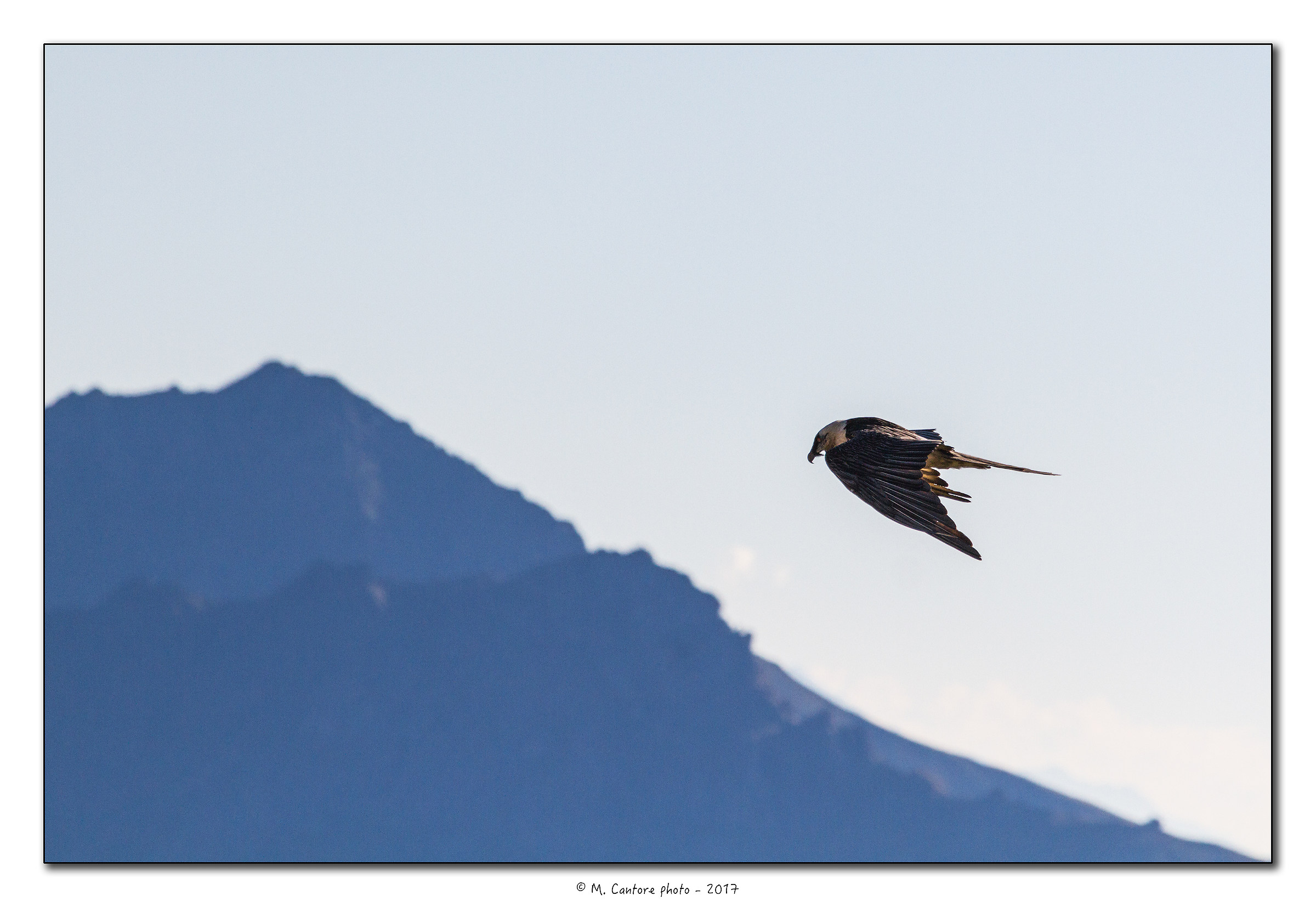 Gipeto - (Gypaetus barbatus)