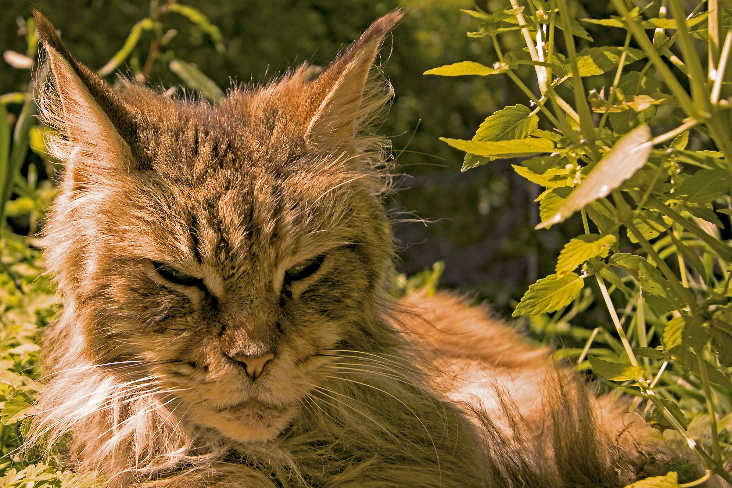 Il re della foresta (ligure)