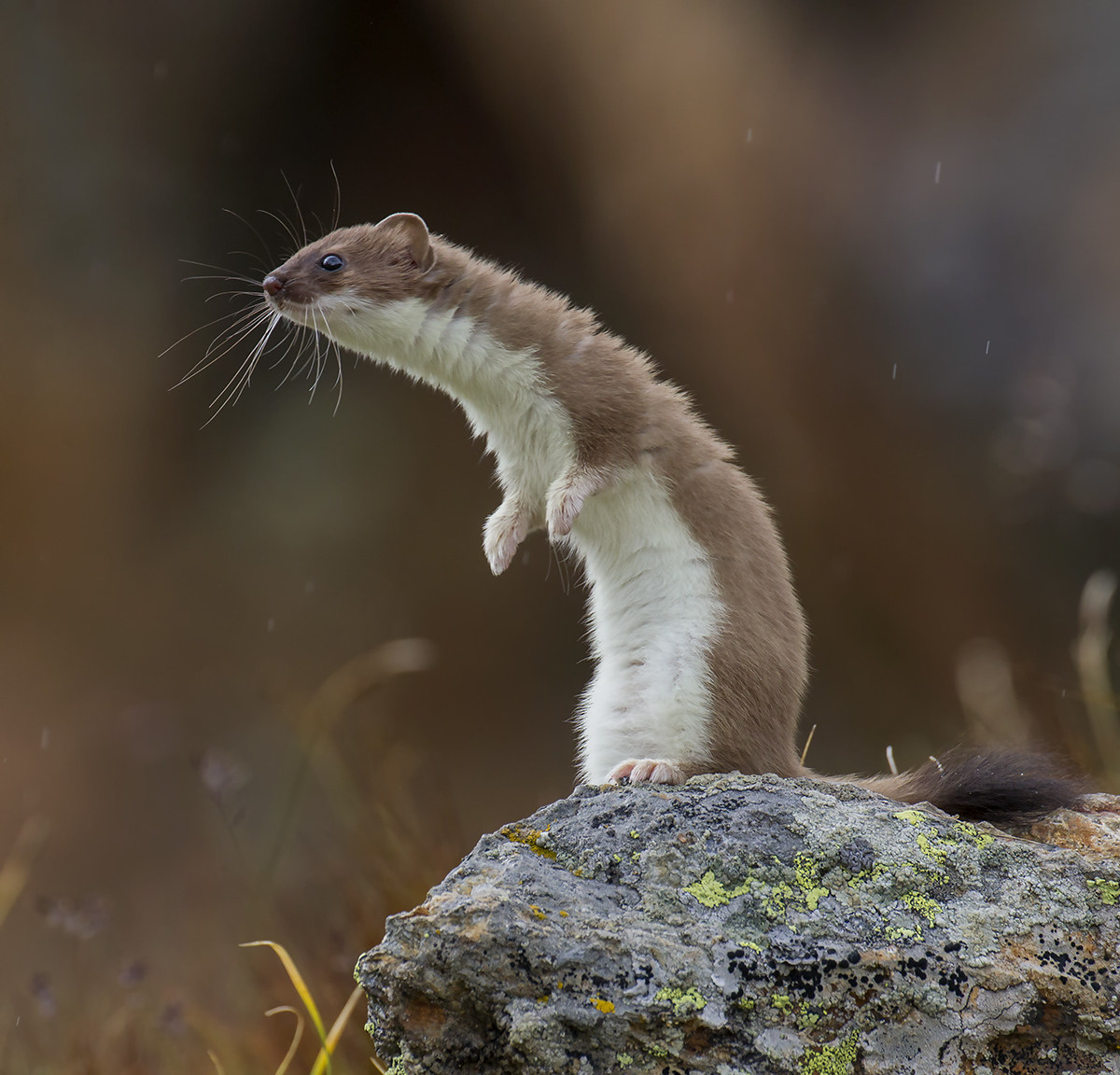 Ermellino in the rain