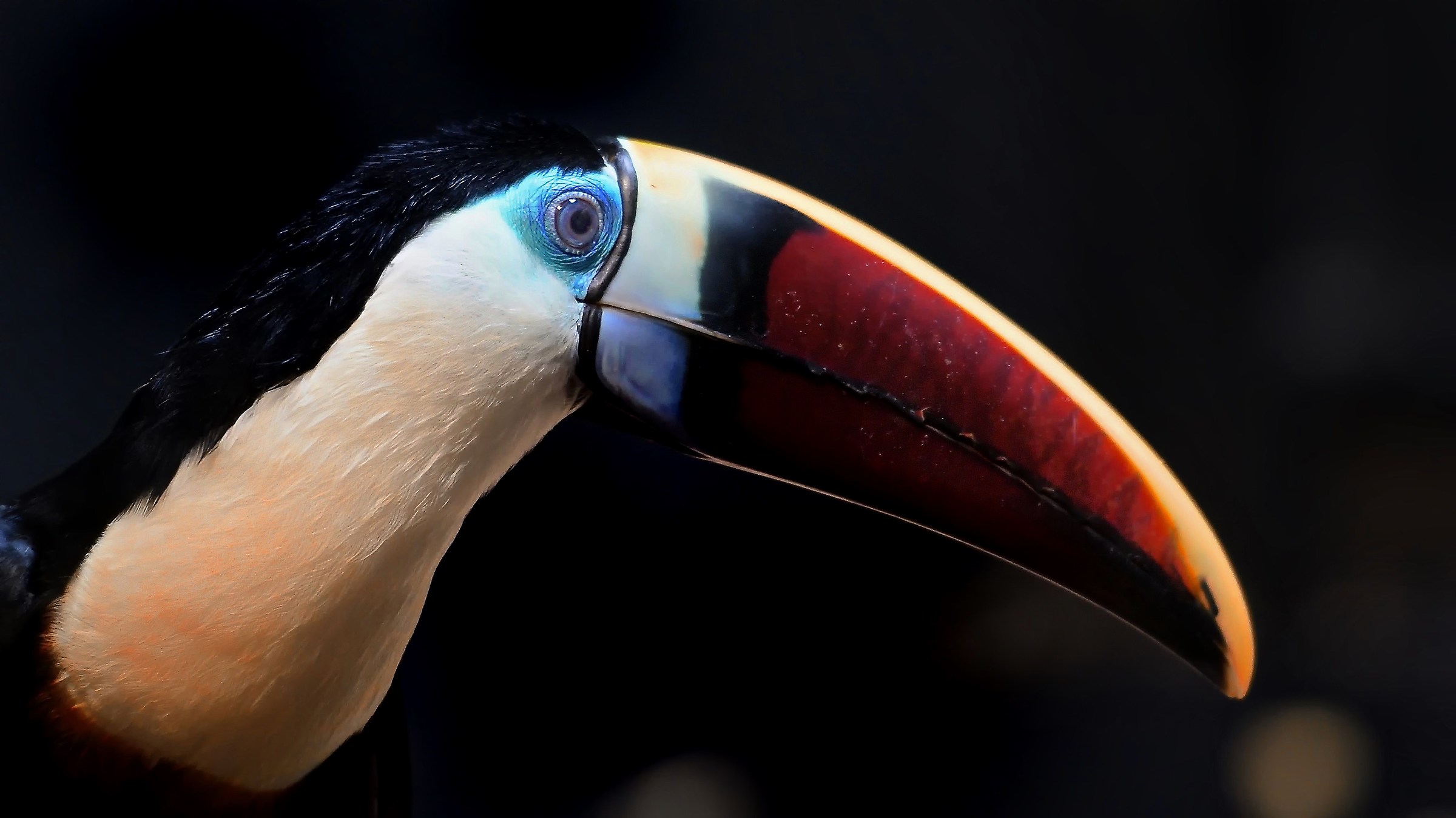Toucan