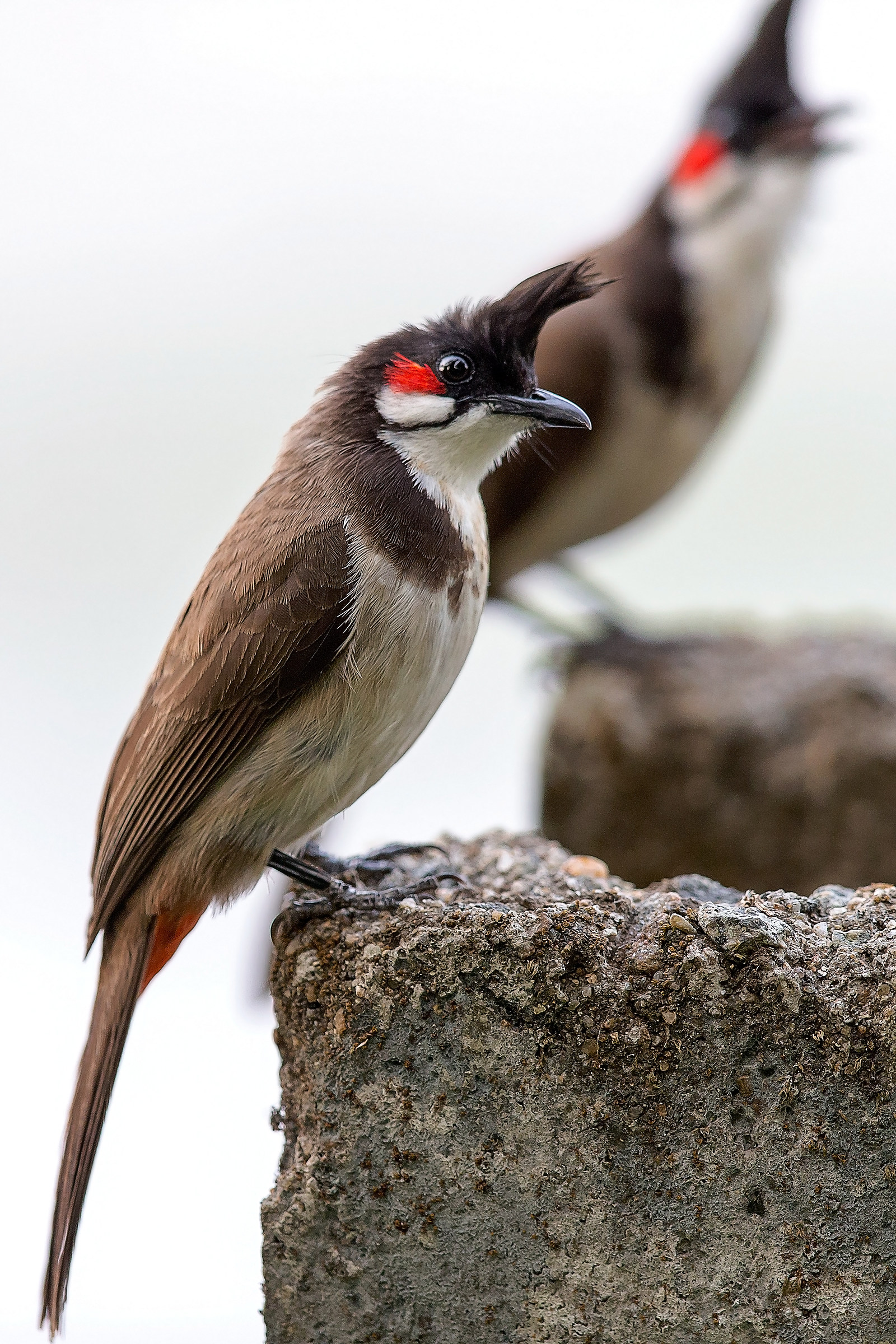 Red whiskered bulbul / Bulbul with red mustache (Pycnono