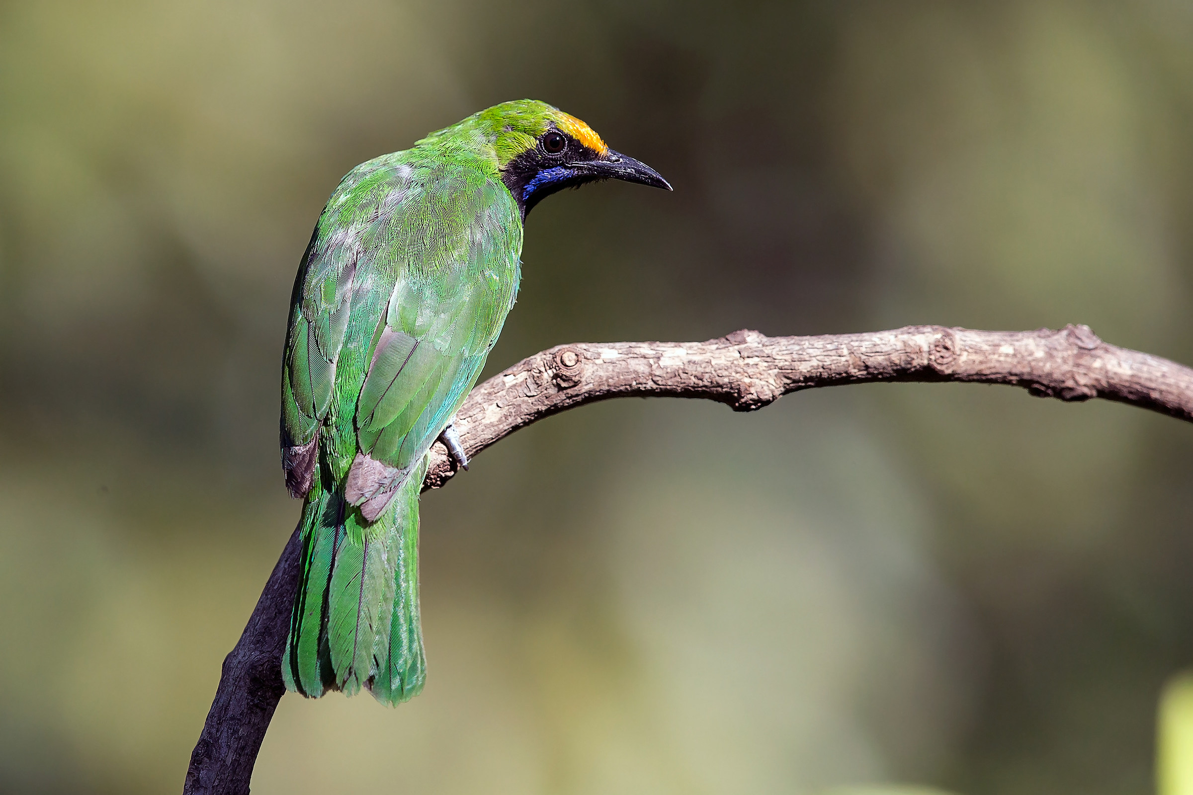 Golden fronted leafbird / Verdino frontedorata golanera