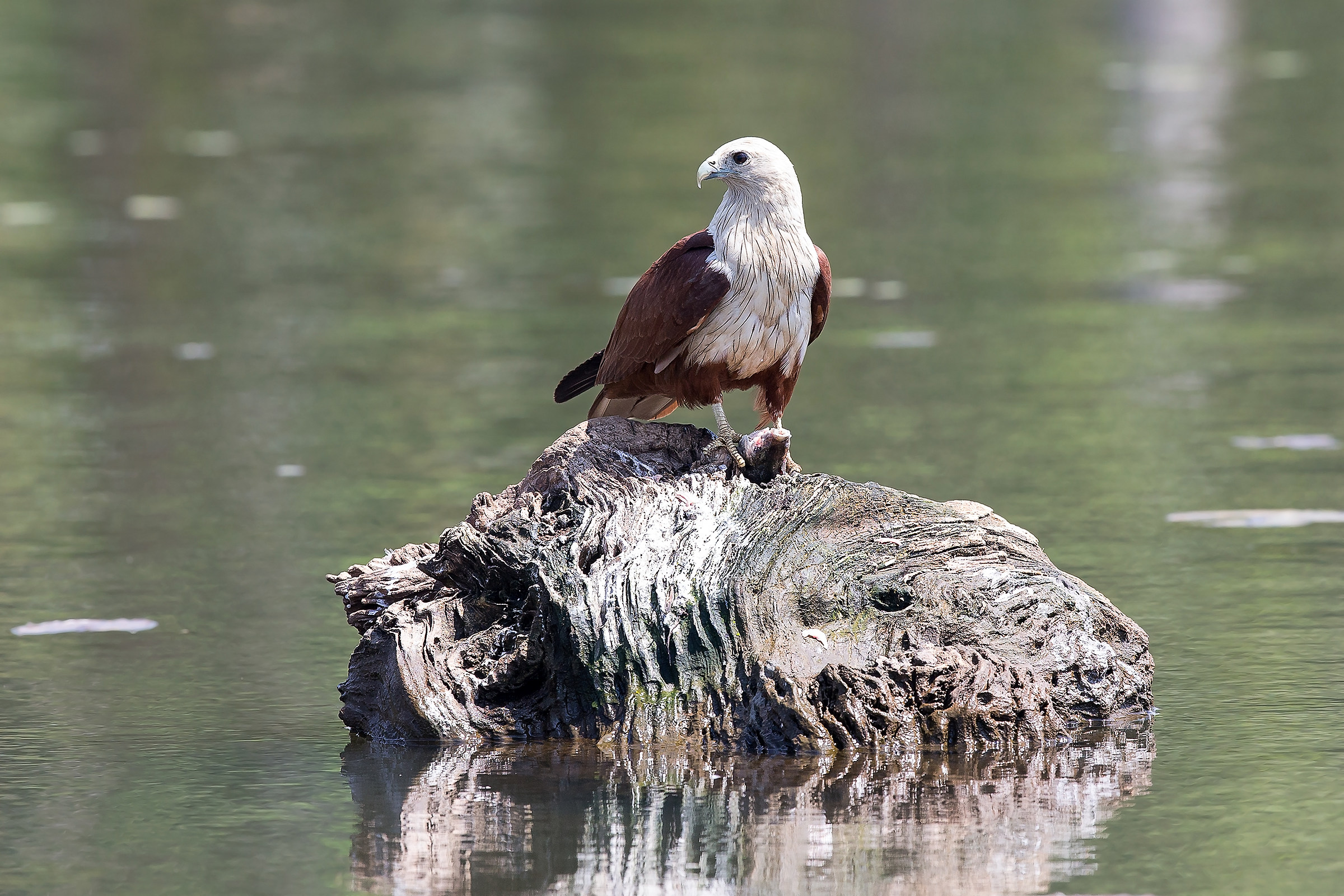 Brahminy kite / Nibbio brahmino (Haliastur indus)