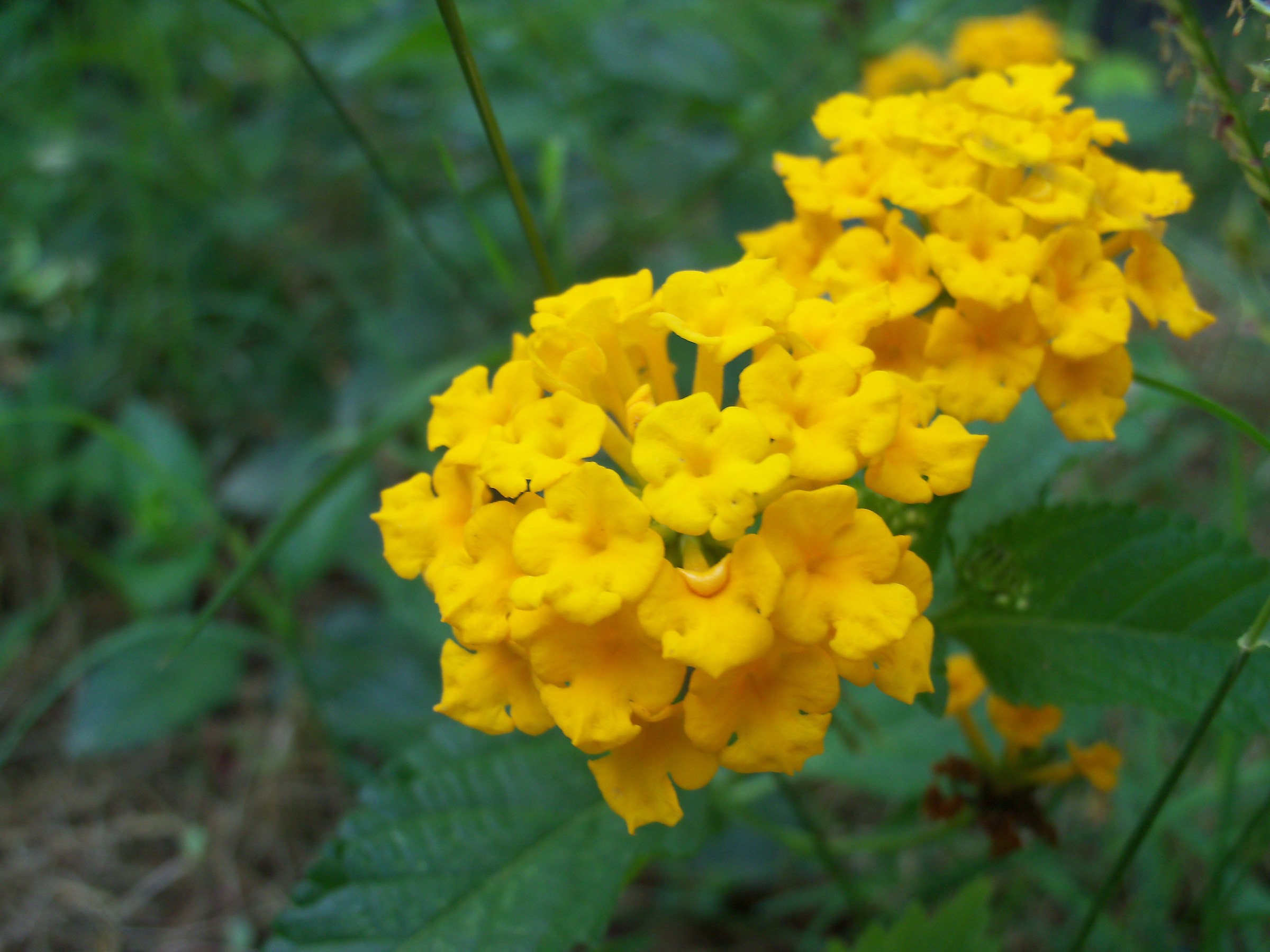 Yellow flowers