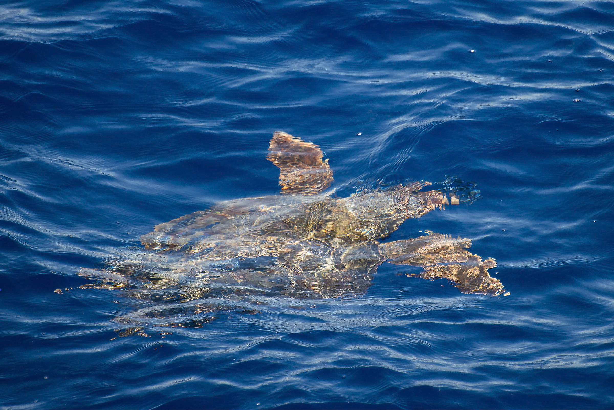 Whale watching Caretta Caretta