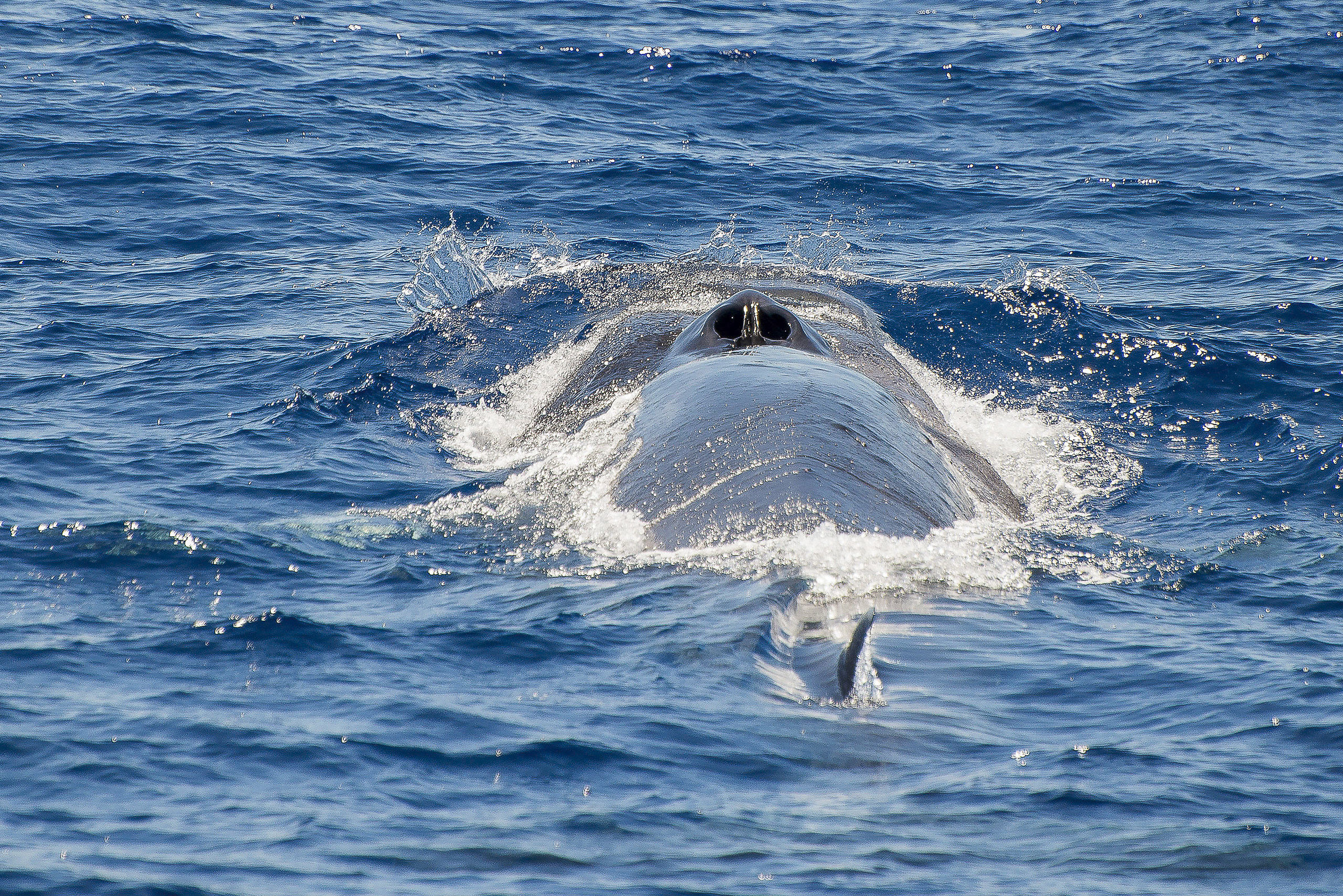 Whale watching Balenottera Comune
