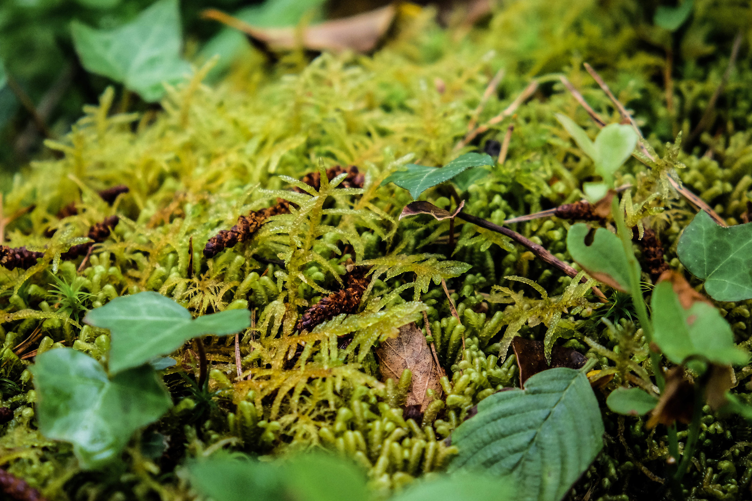 Pine Island | Detail | 1