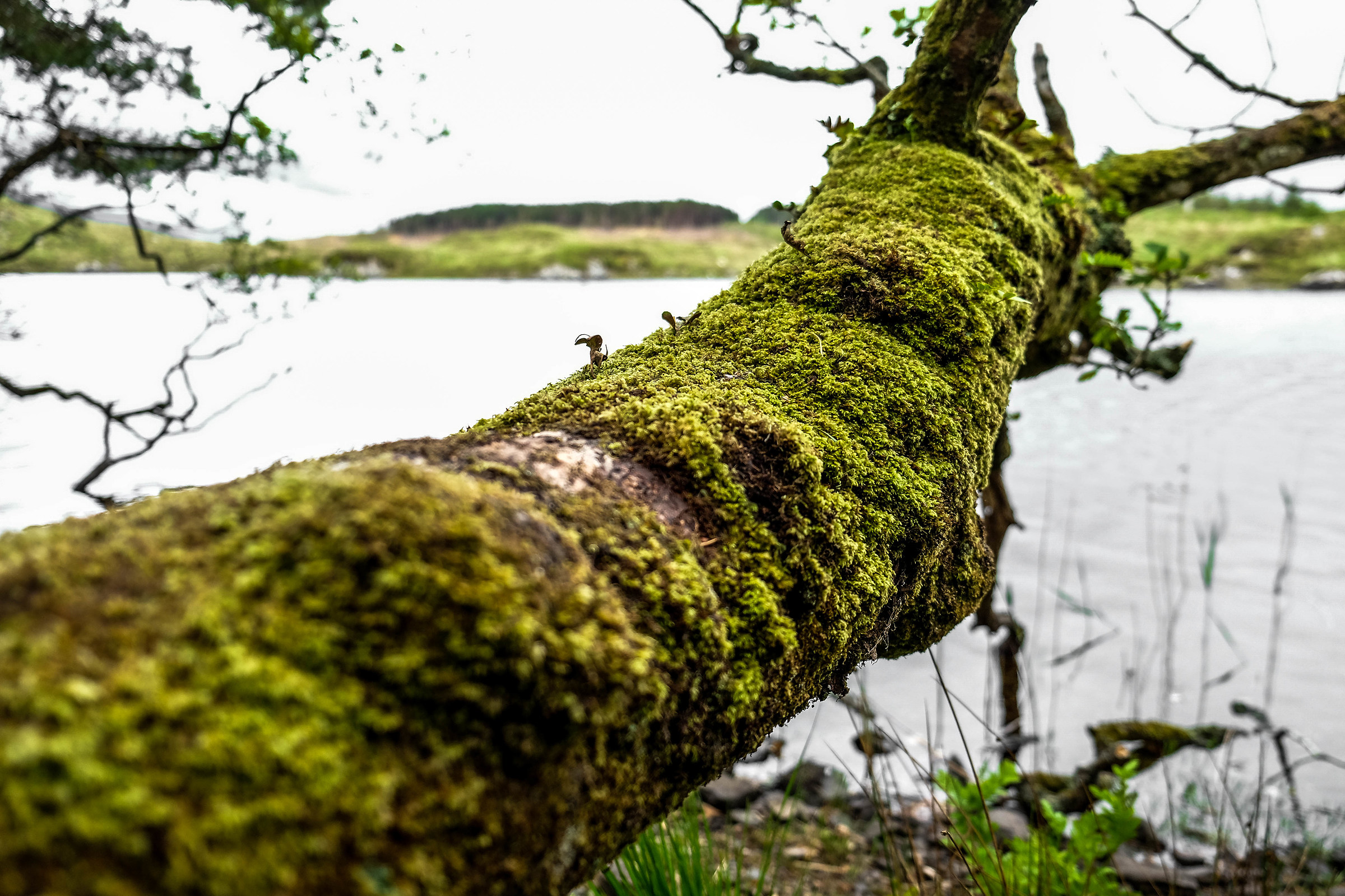 Pine Island | Detail | 2