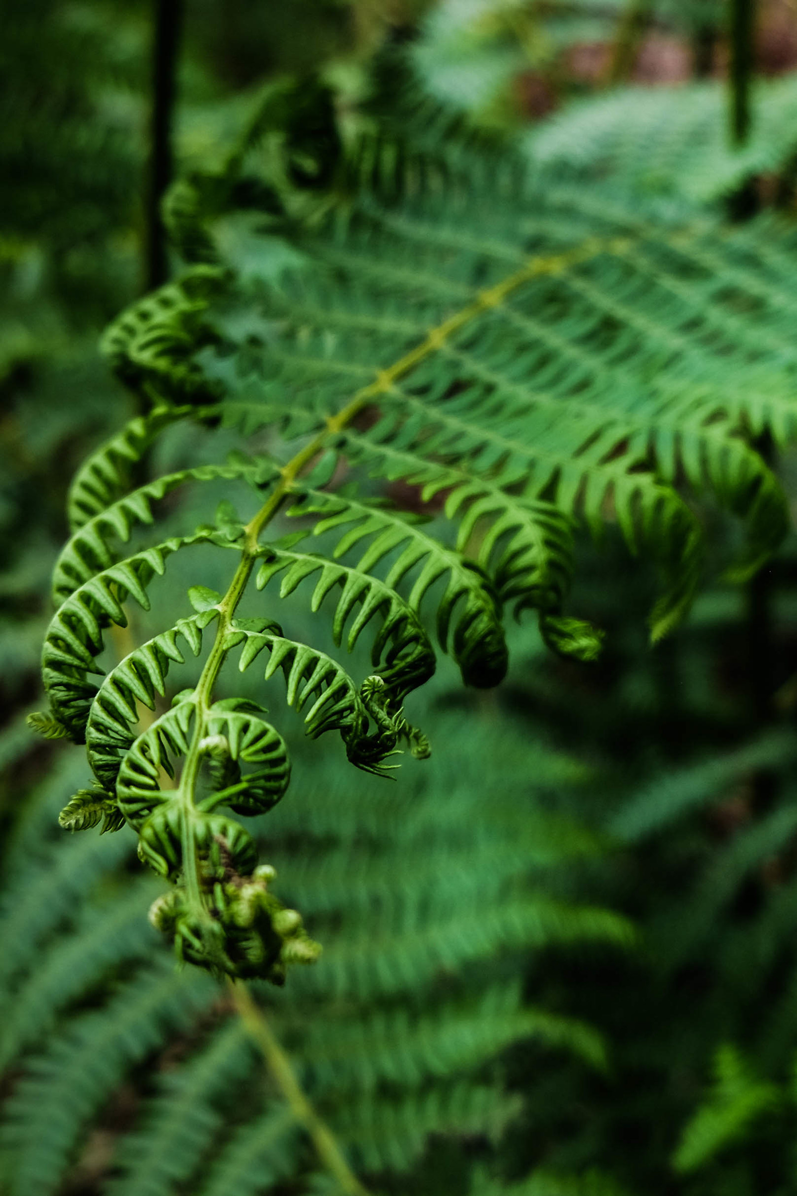 Pine Island | Detail | 3